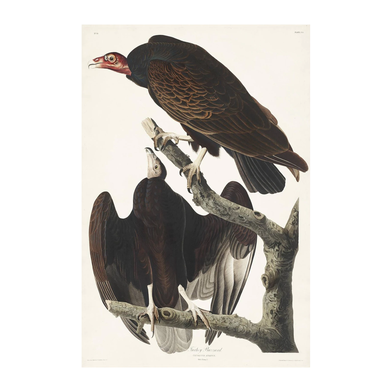 Vintage Turkey Buzzard Audubon Wall Art