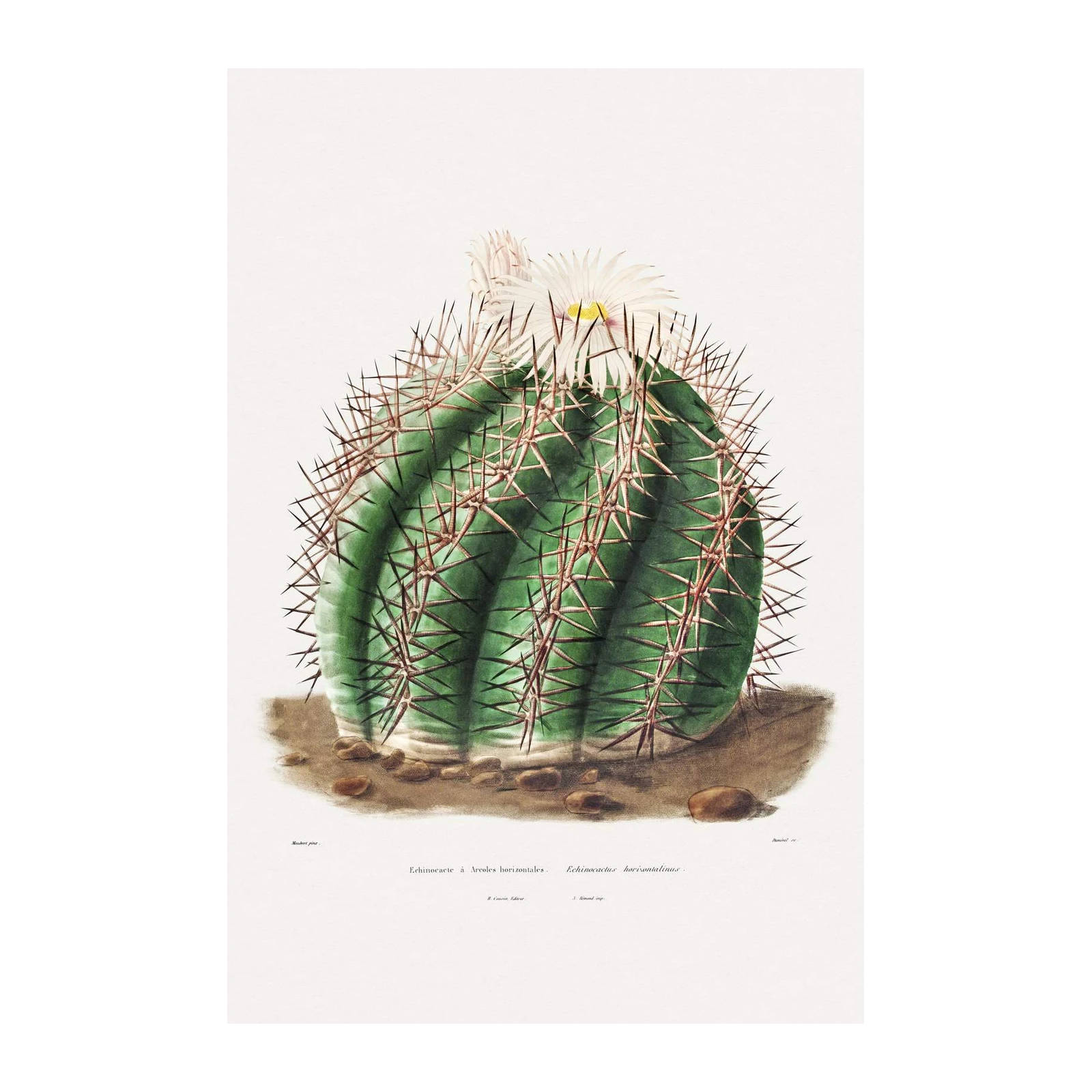 Vintage Cactus Botanical Art Wall Art