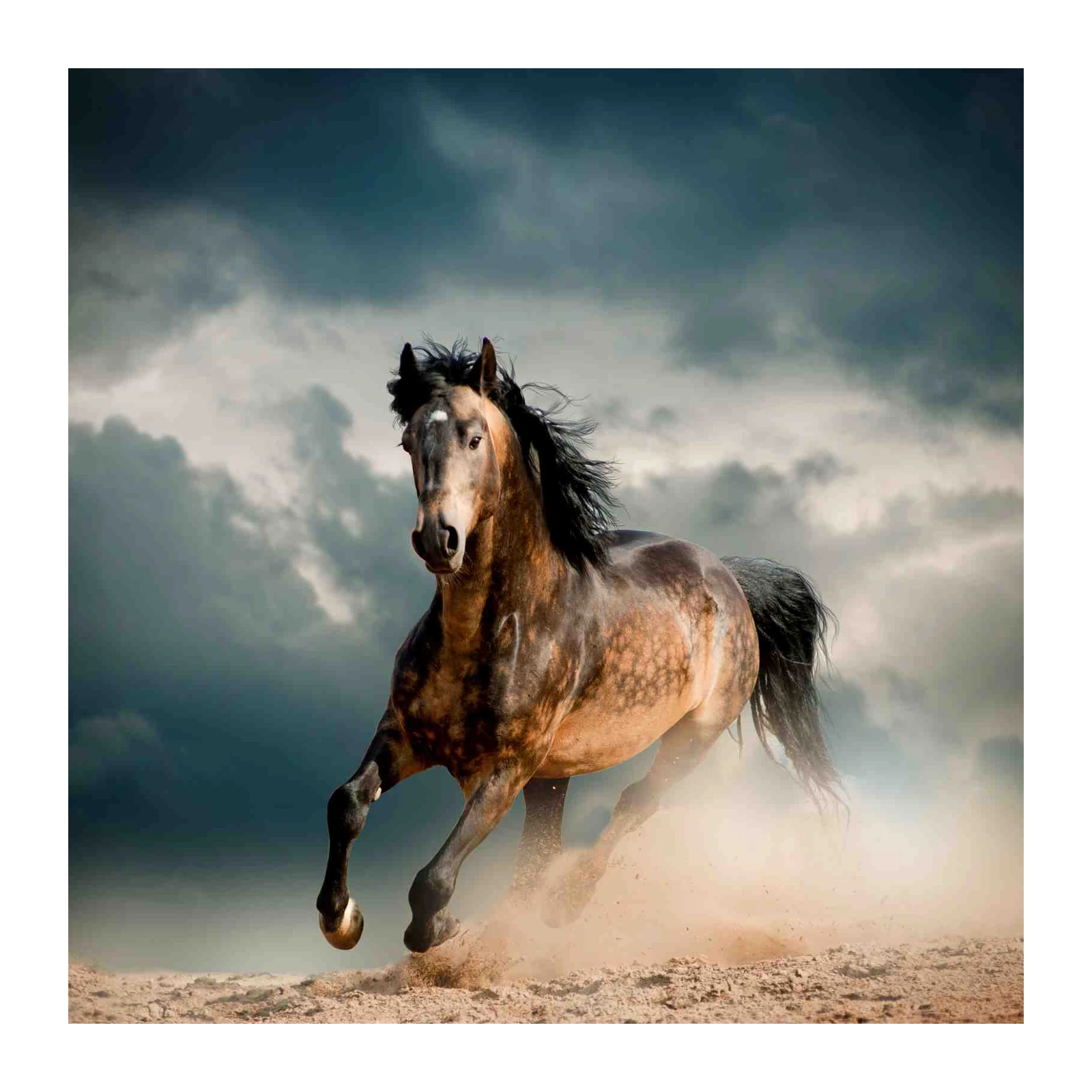 Majestic Stallion Galloping Wall Art