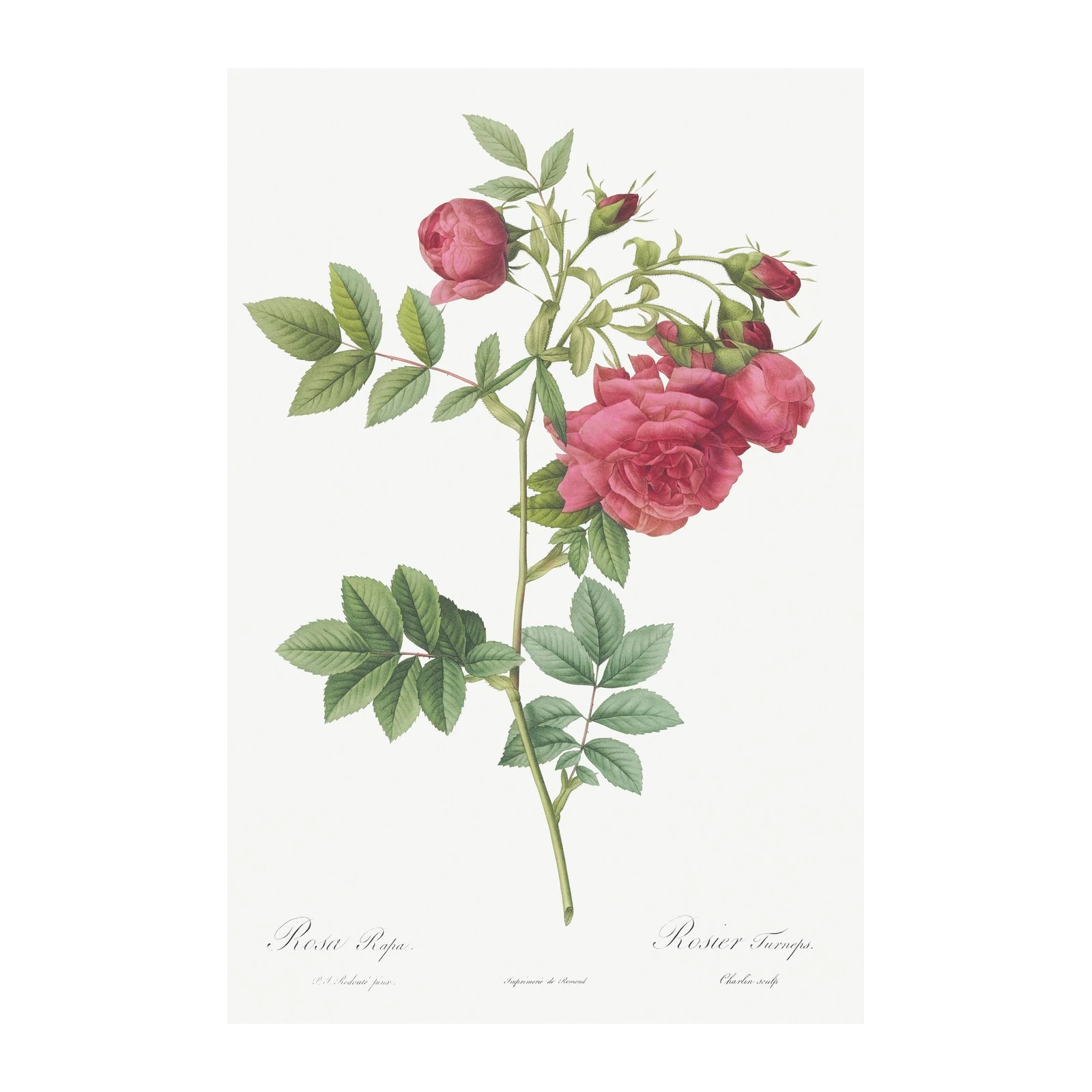 Vintage Pink Roses Botanical Wall Art Wall Art