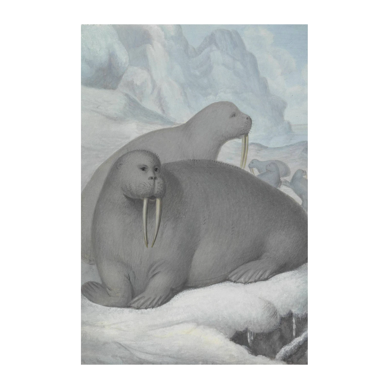 Majestic Walrus Family Arctic Ice Wall Art