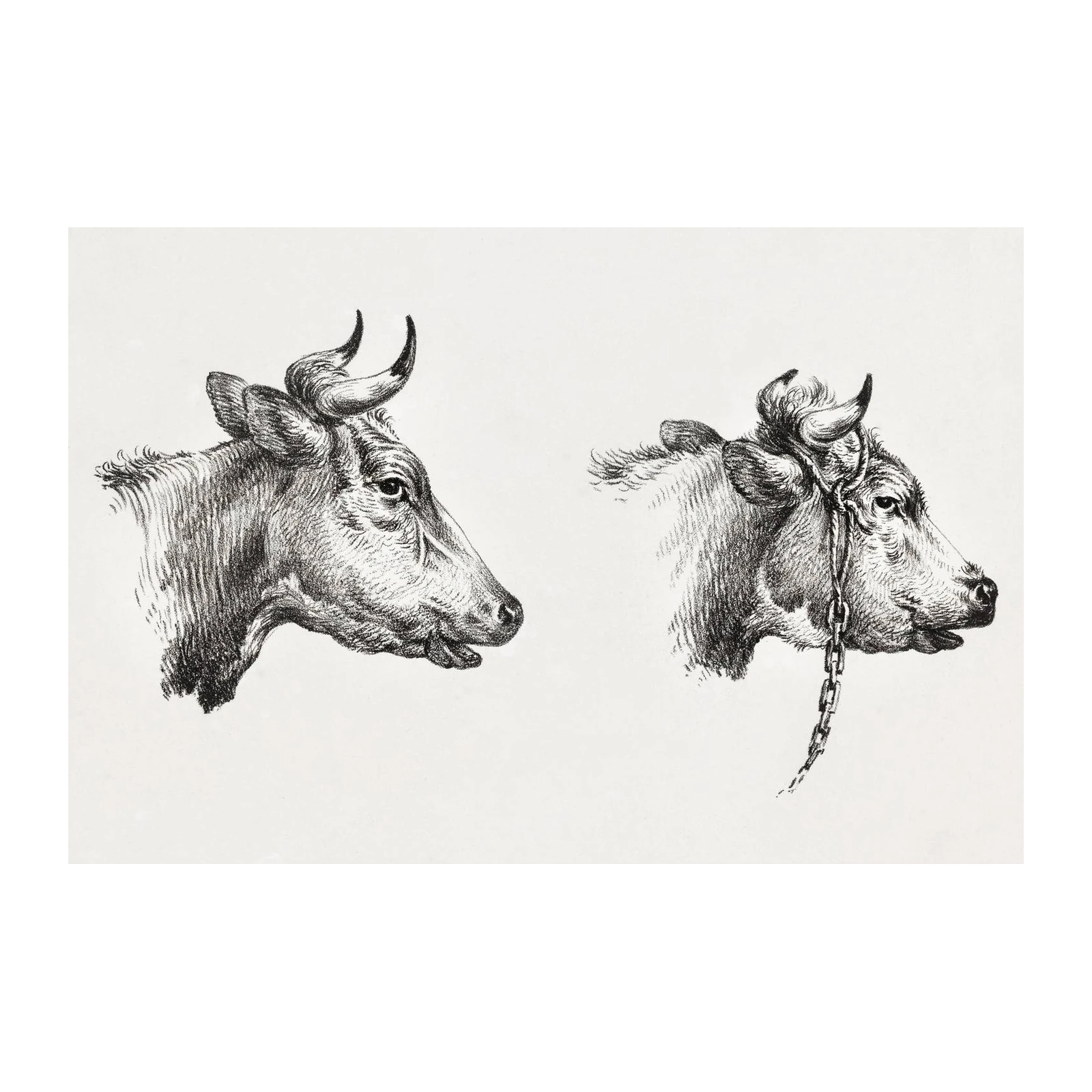 Vintage Cattle Portrait Wall Art