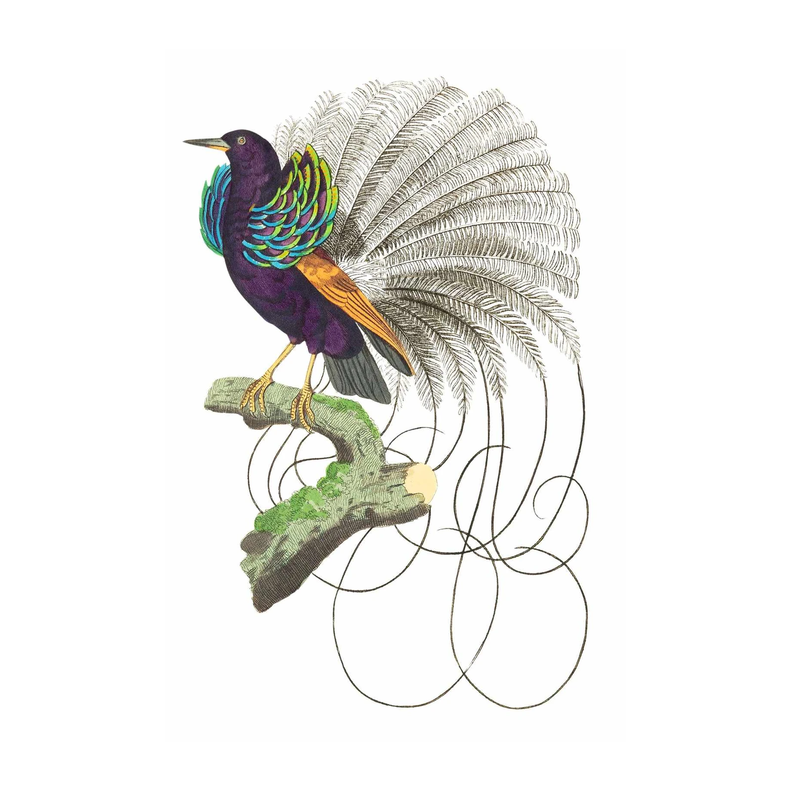 Exotic Bird of Paradise Wall Art Wall Art