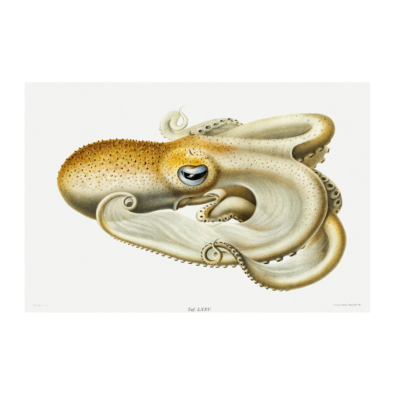 Vintage Octopus Ocean Life Wall Art Wall Art