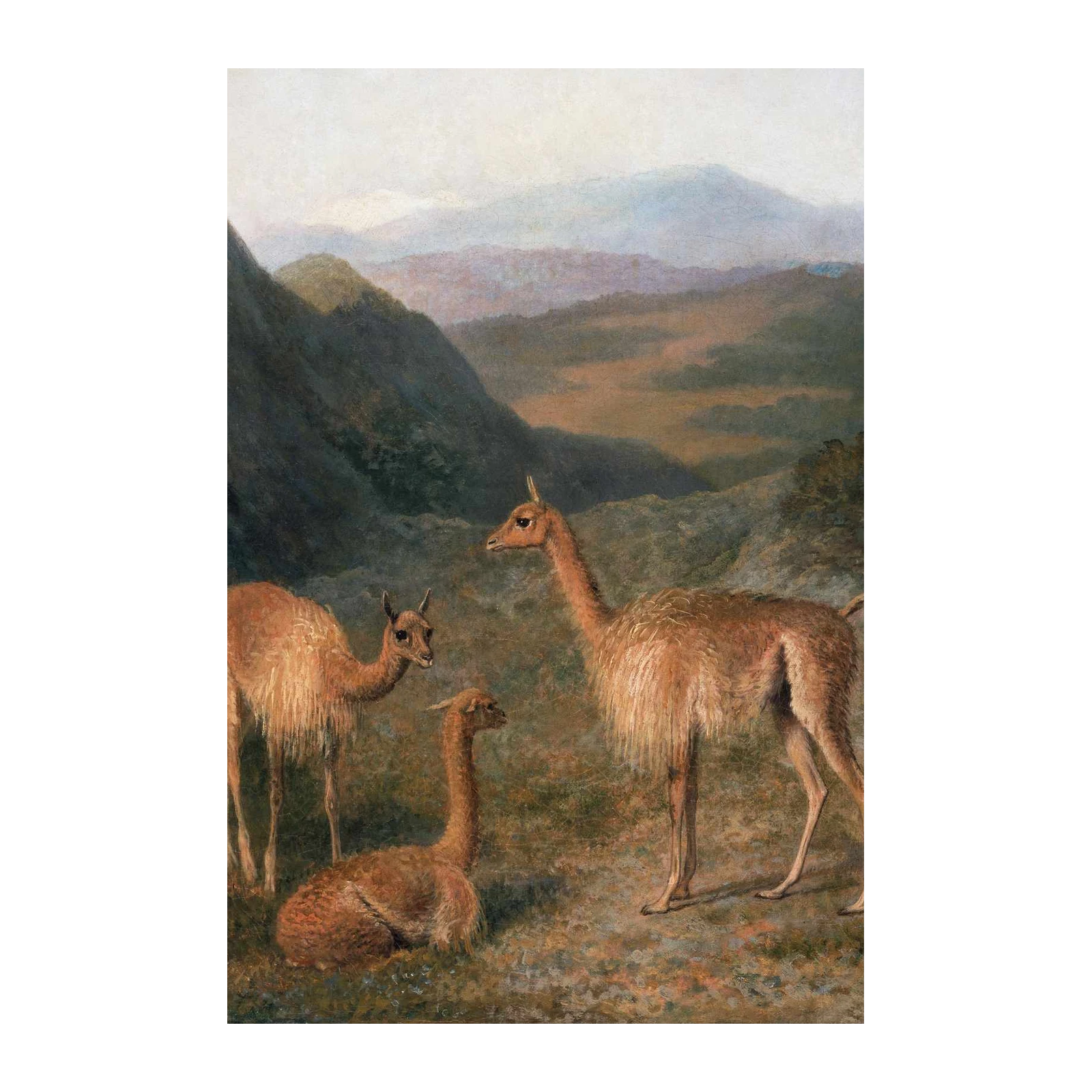 Majestic Guanacos Landscape Wall Art