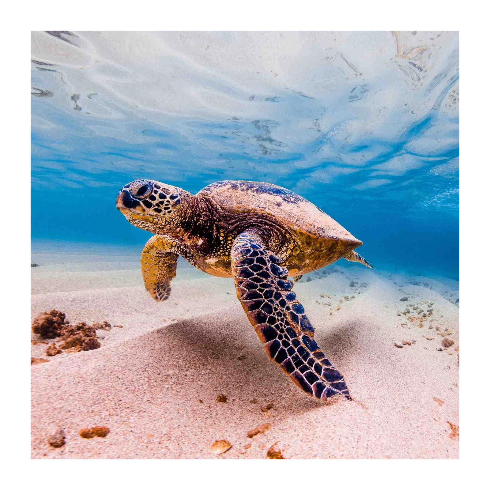 Majestic Sea Turtle Ocean Serenity Wall Art