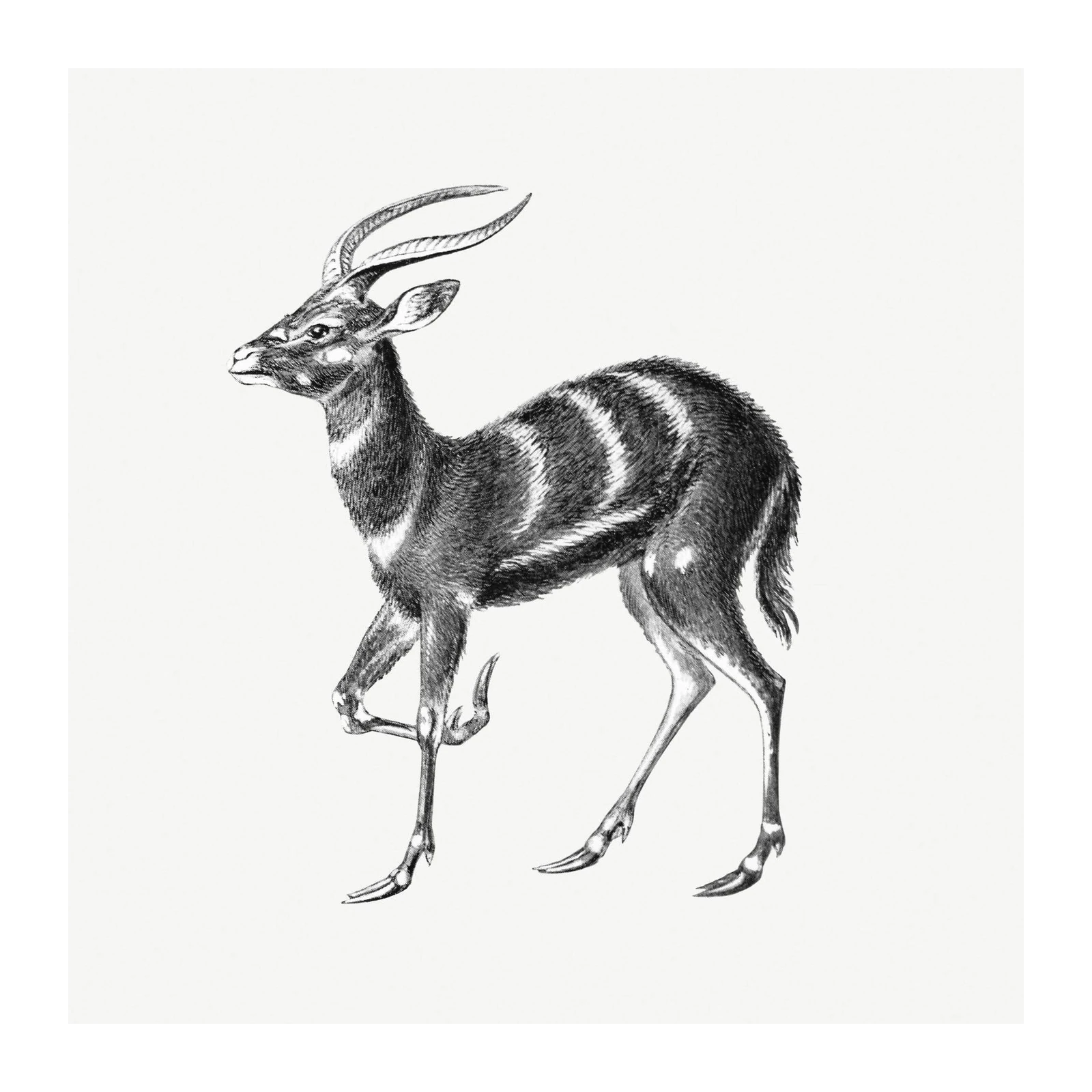 Elegant Nyala Antelope Vintage Sketch Wall Art
