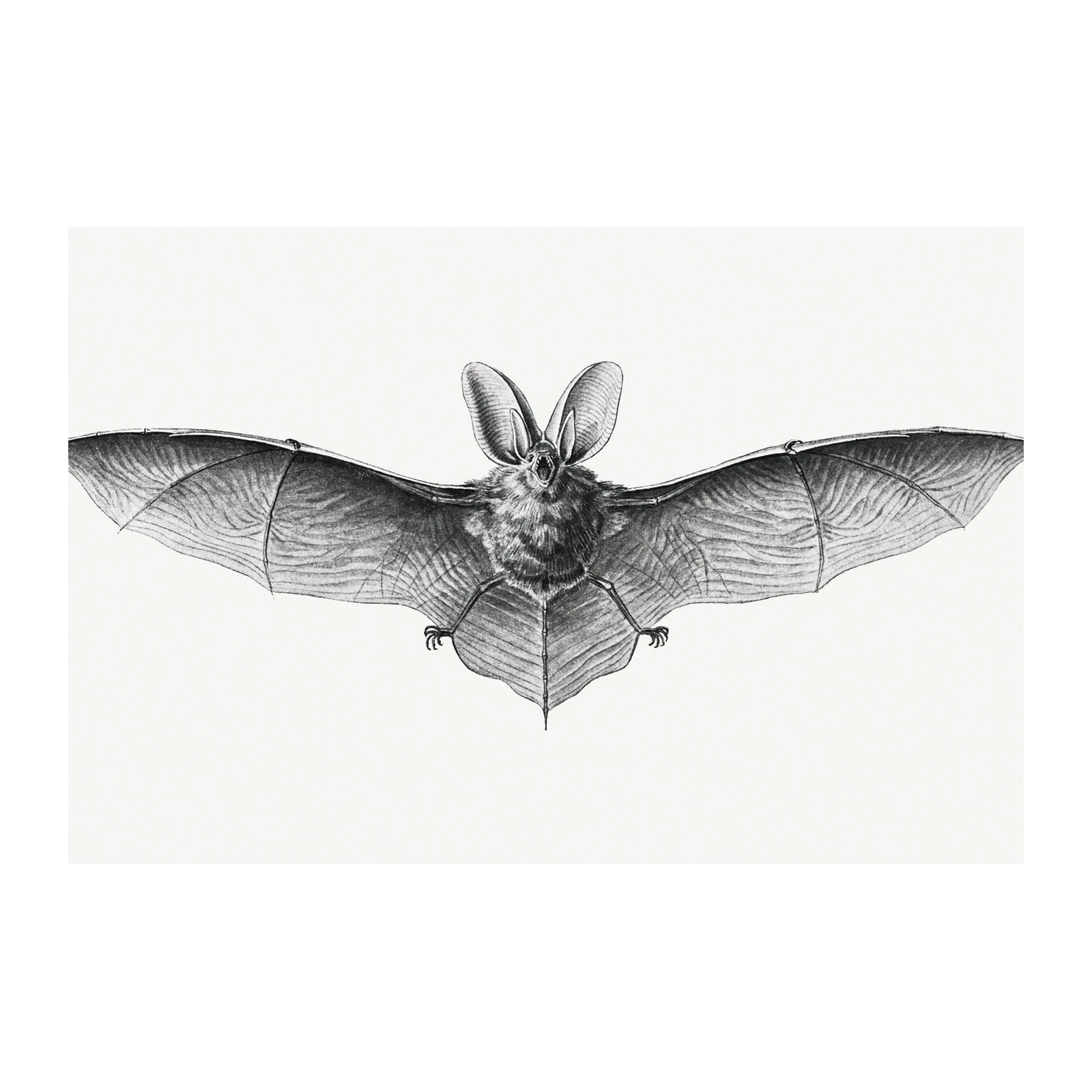 Vintage Bat Wall Art | Gothic Decor Wall Art