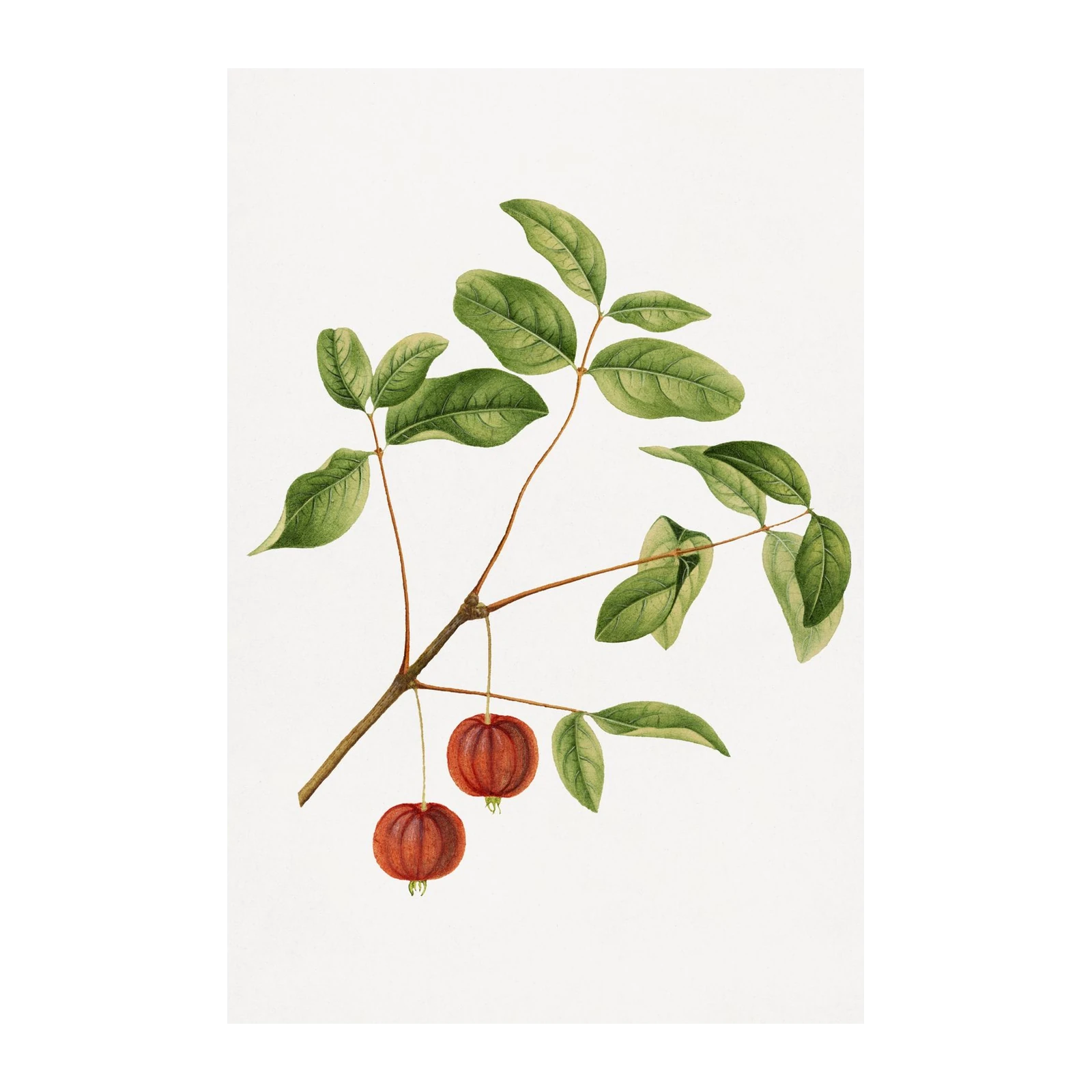 Botanical Red Fruit & Green Leaves Wall Art