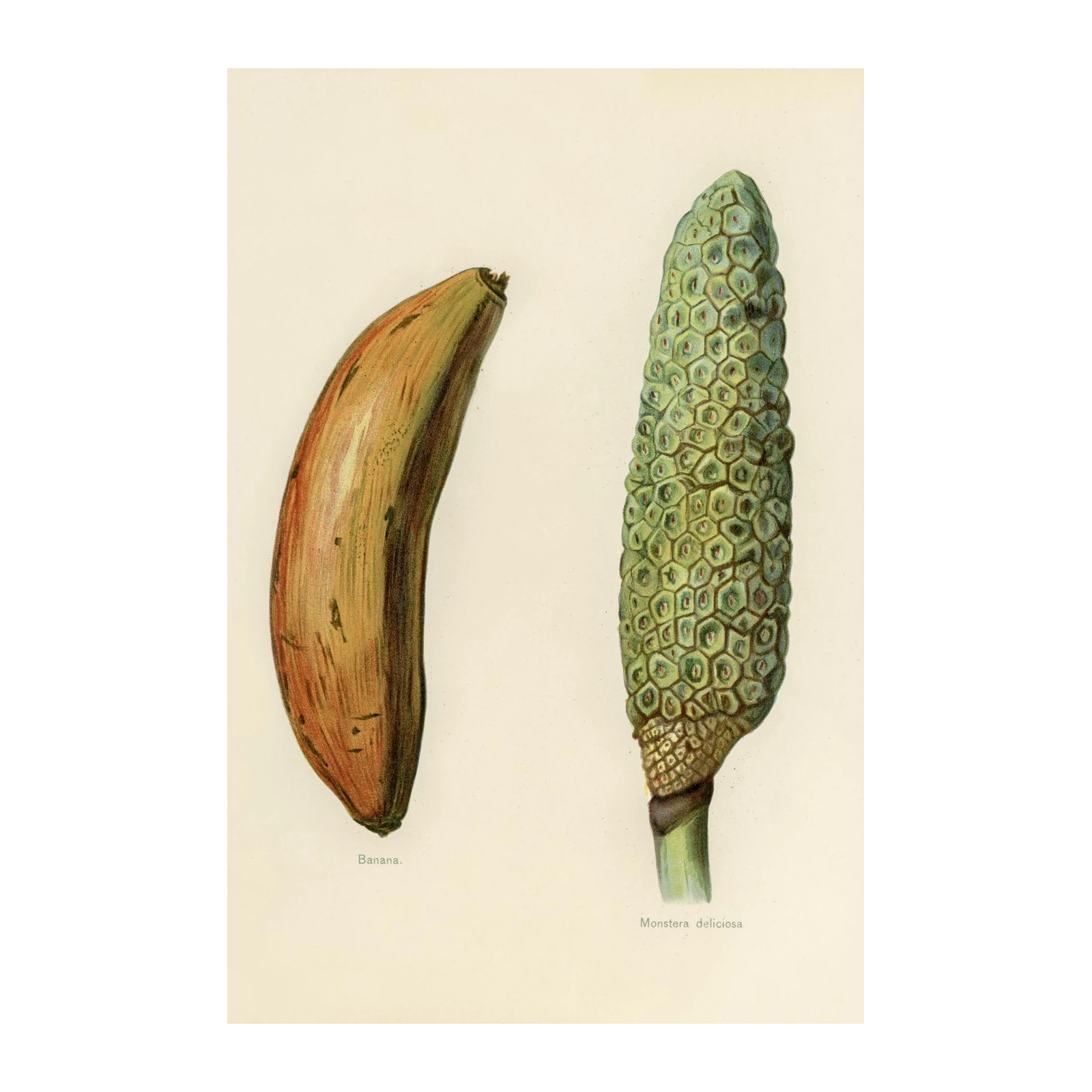 Botanical Banana & Monstera Deliciosa Wall Art