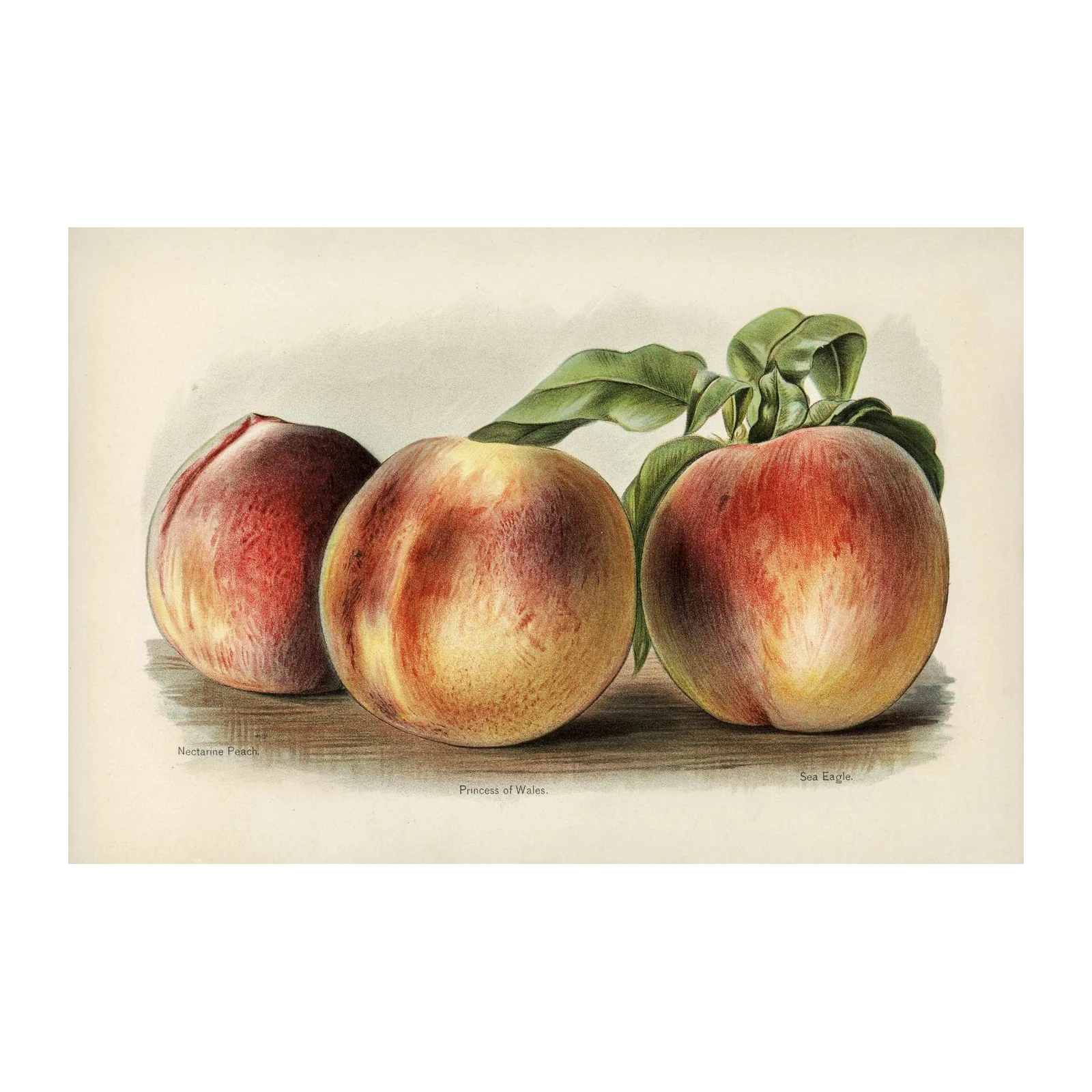 Vintage Fruit Botanical Peach Wall Art