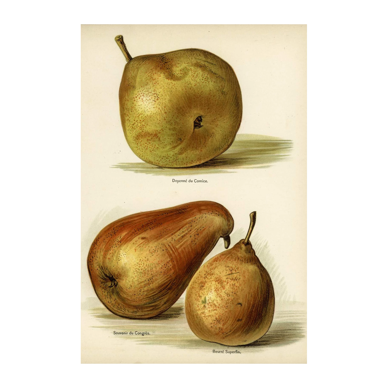 Vintage Pear Botanical Art Wall Art
