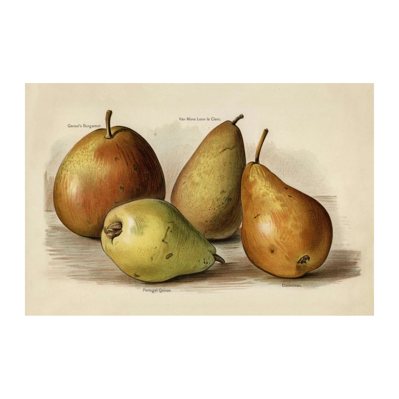 Vintage Pear Varieties Wall Art - Botanical Art