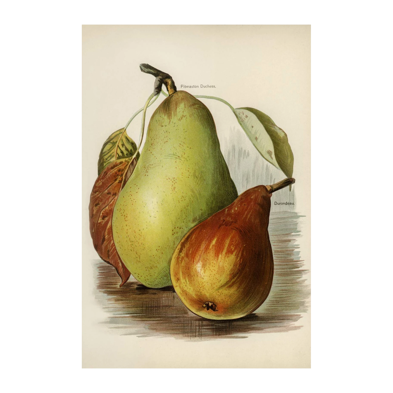 Vintage Pear Botanical Art Wall Art