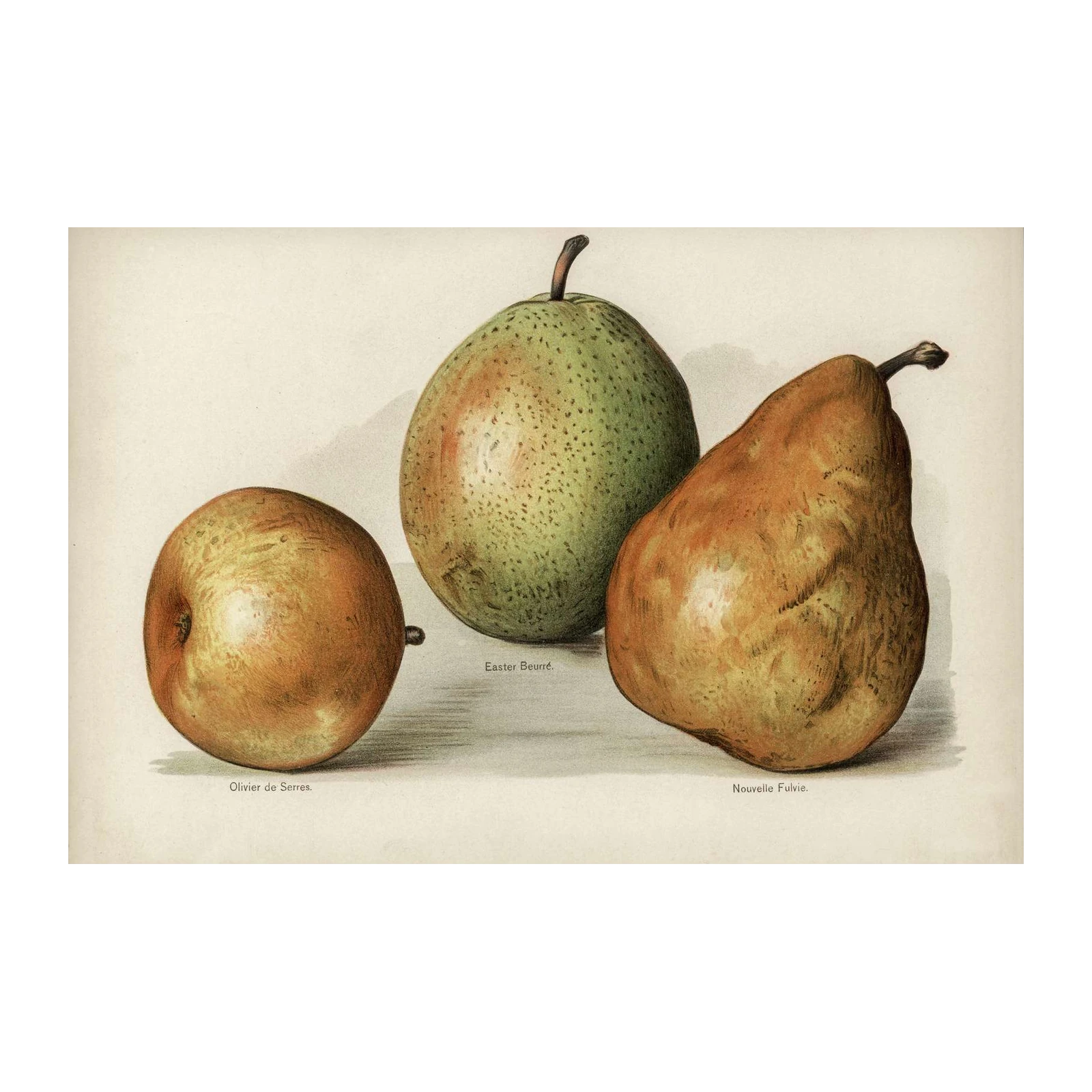 Vintage Pear Botanical Art Wall Art