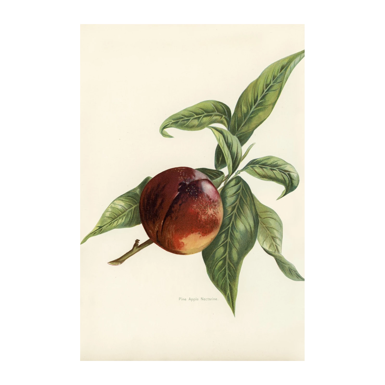 Vintage Nectarine Botanical Art Wall Art