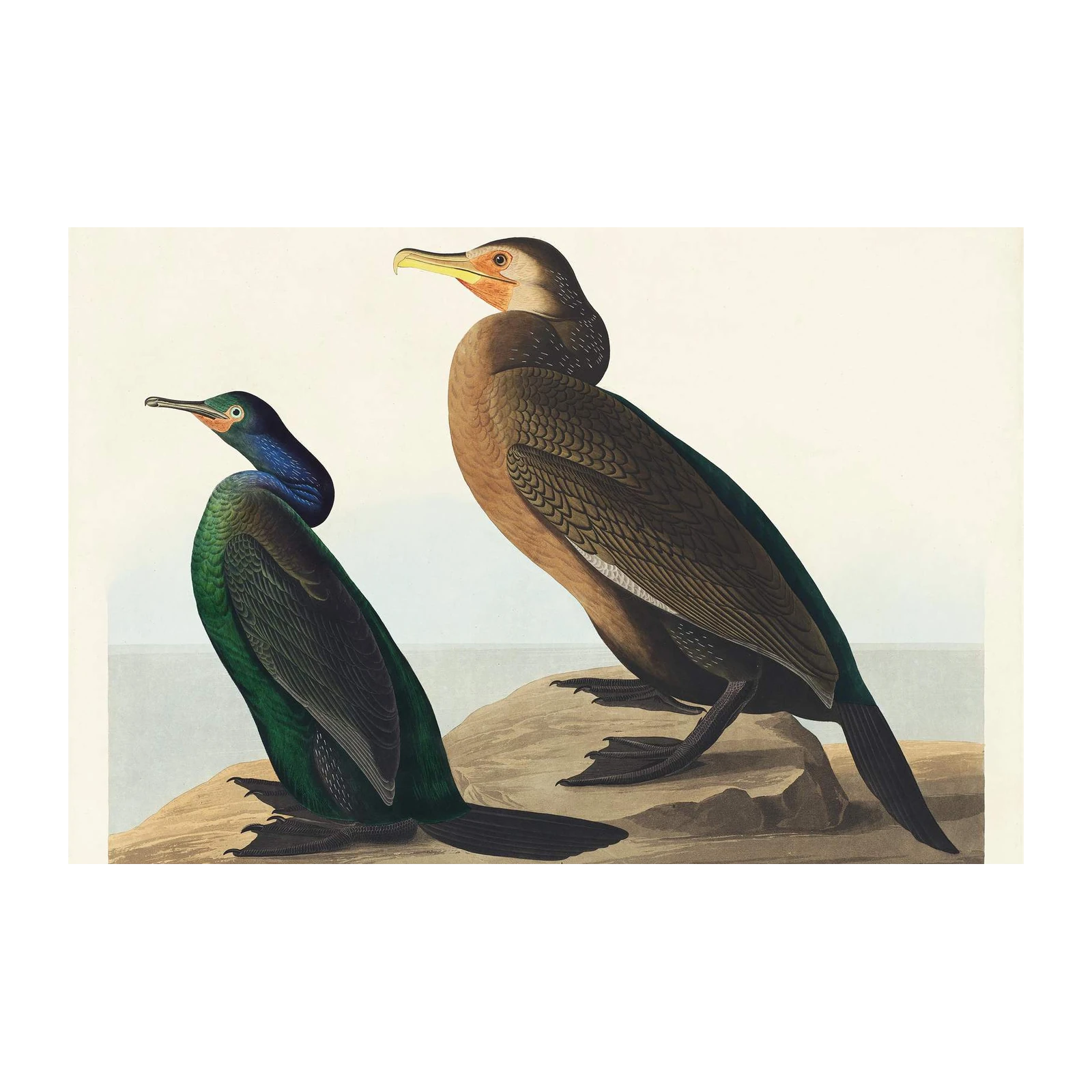 Vintage Bird Art: Violet-green Cormorant Wall Art