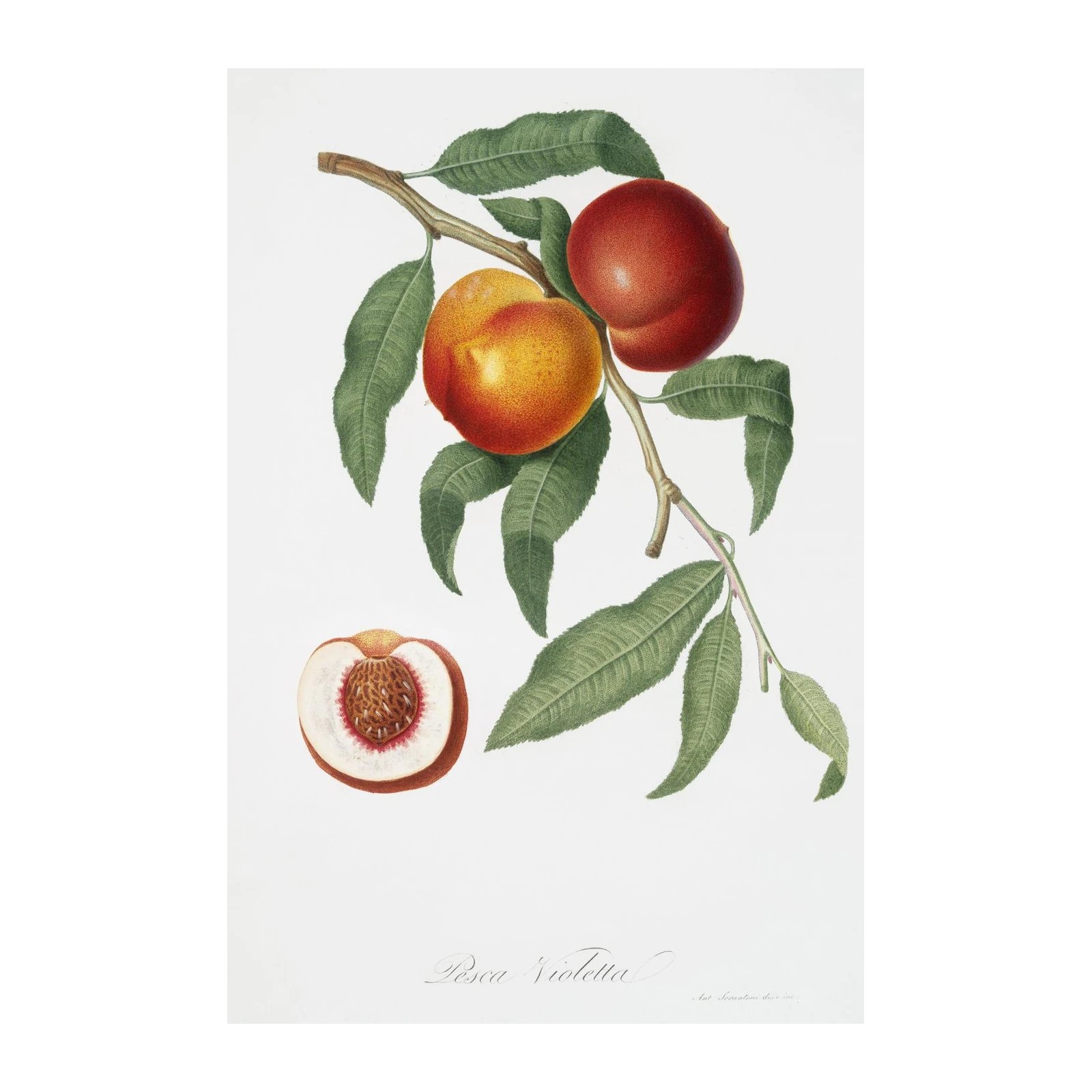 Vintage Peach Botanical Art Wall Art