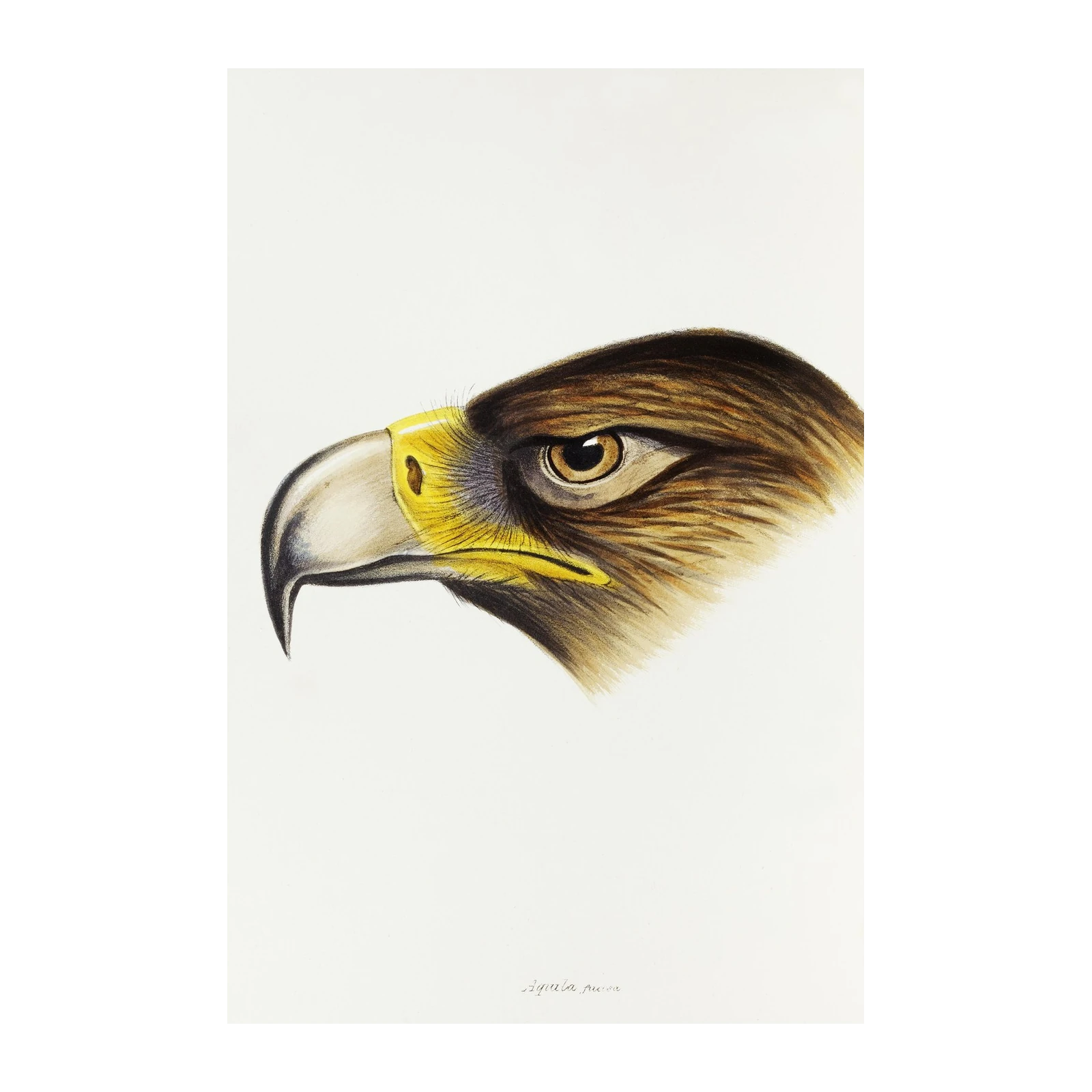 Majestic Eagle Portrait Wall Art