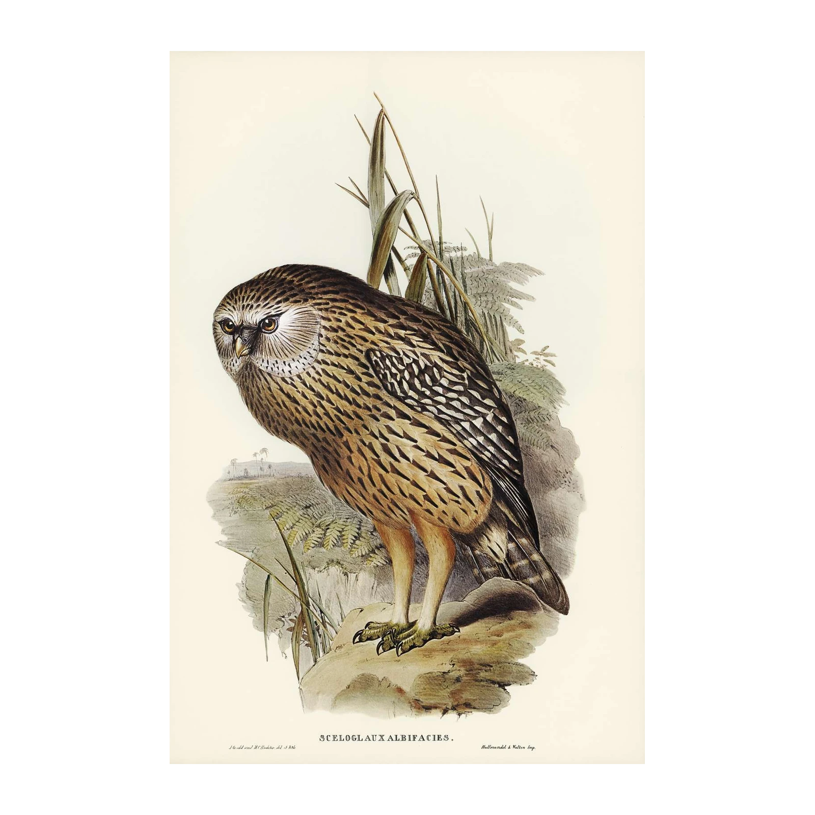 Majestic Owl Nature Art Wall Art