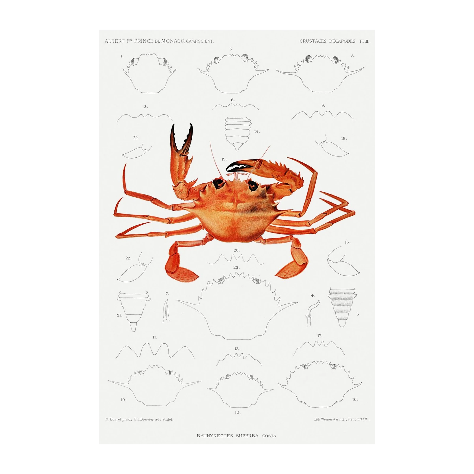 Vintage Crab Anatomy Scientific Illustration Wall Art