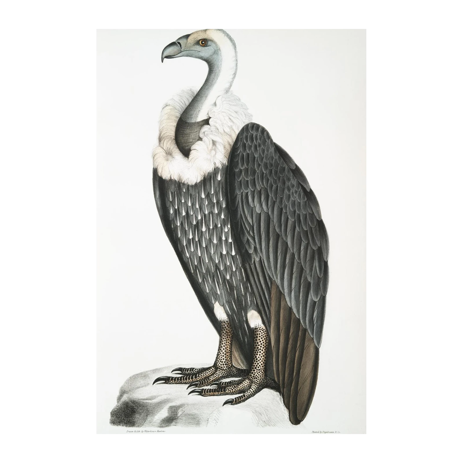 Vulture Bird Vintage Scientific Illustration Wall Art