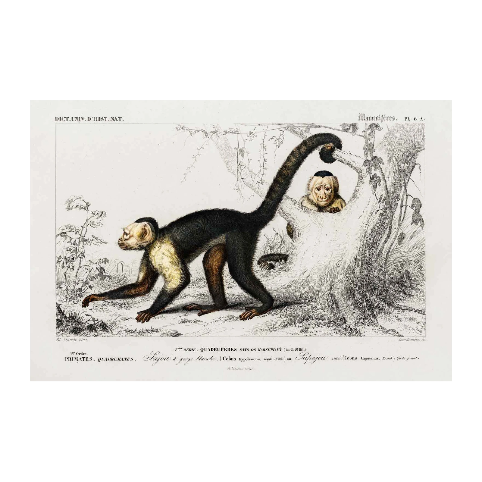 Vintage Capuchin Monkey Nature Print Canvas