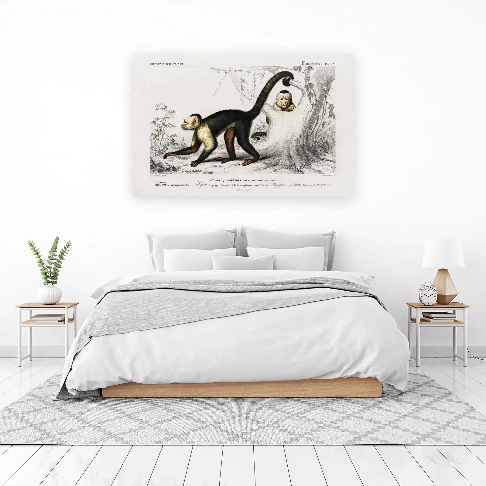 Vintage Capuchin Monkey Nature Print Canvas