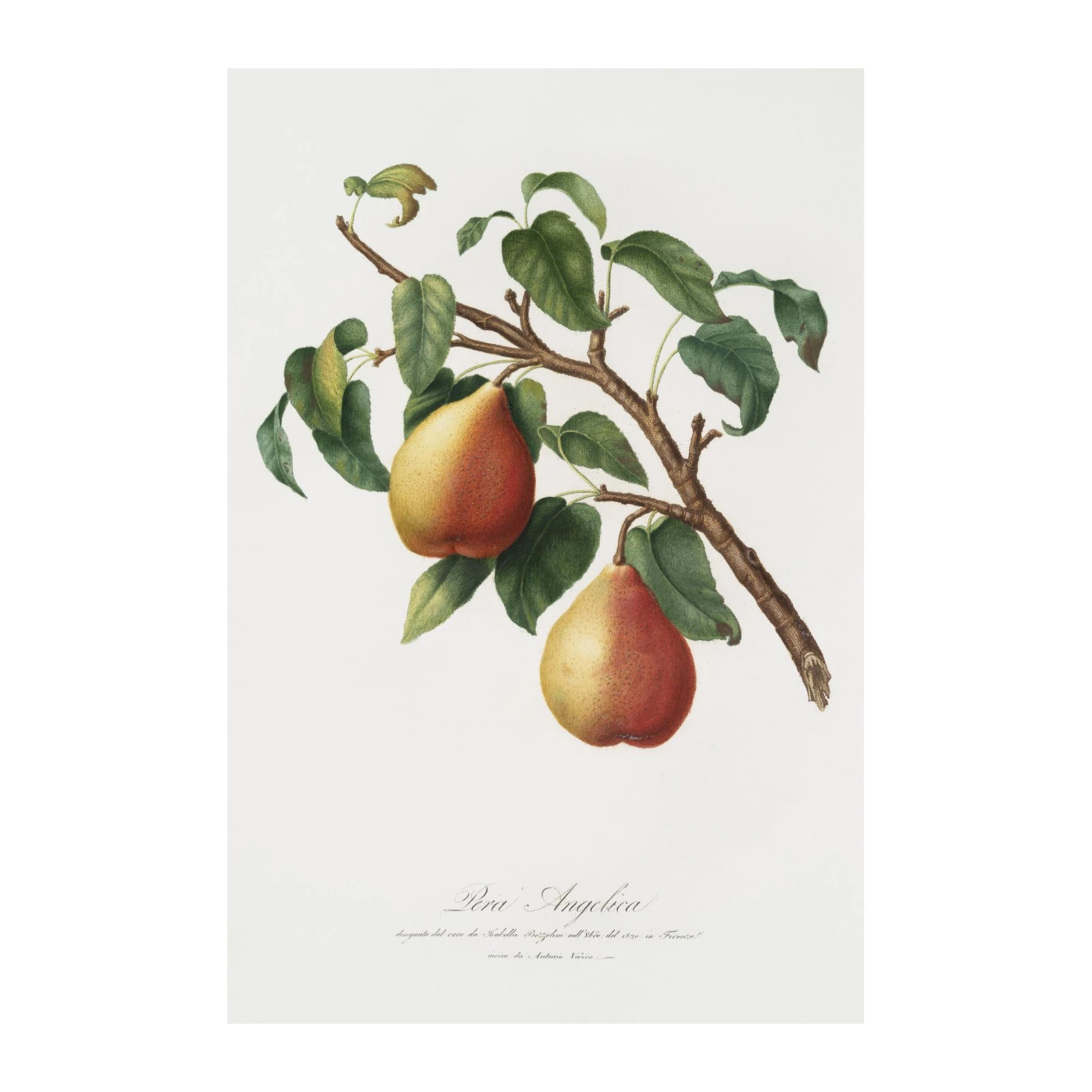 Vintage Pear Botanical Art Wall Art