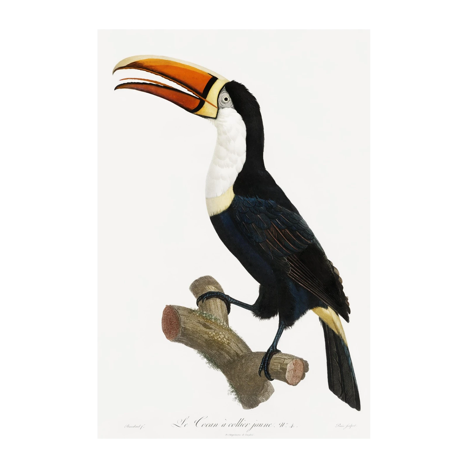 Vibrant Toucan Bird Art Wall Art