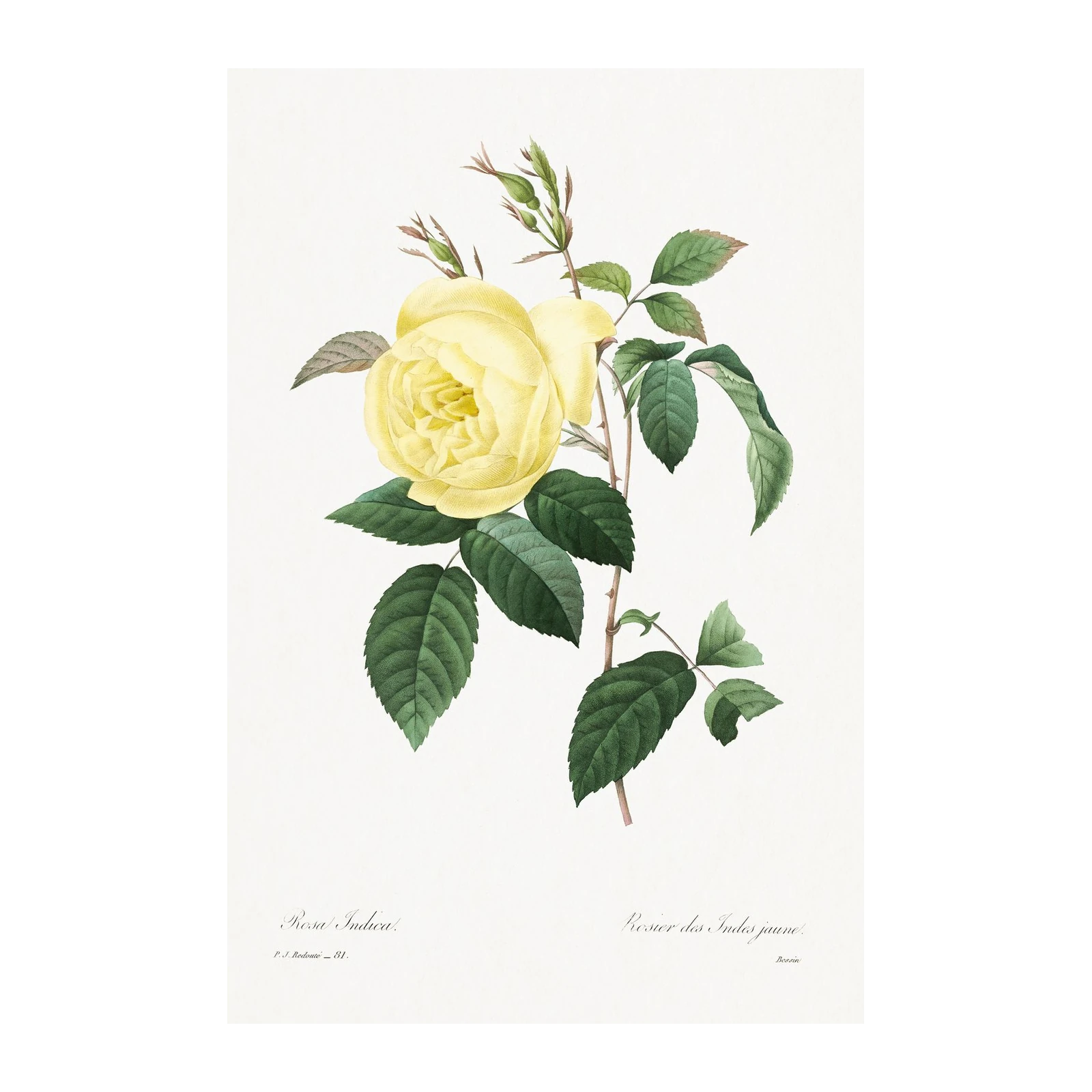 Vintage Yellow Rose Botanical Art Wall Art