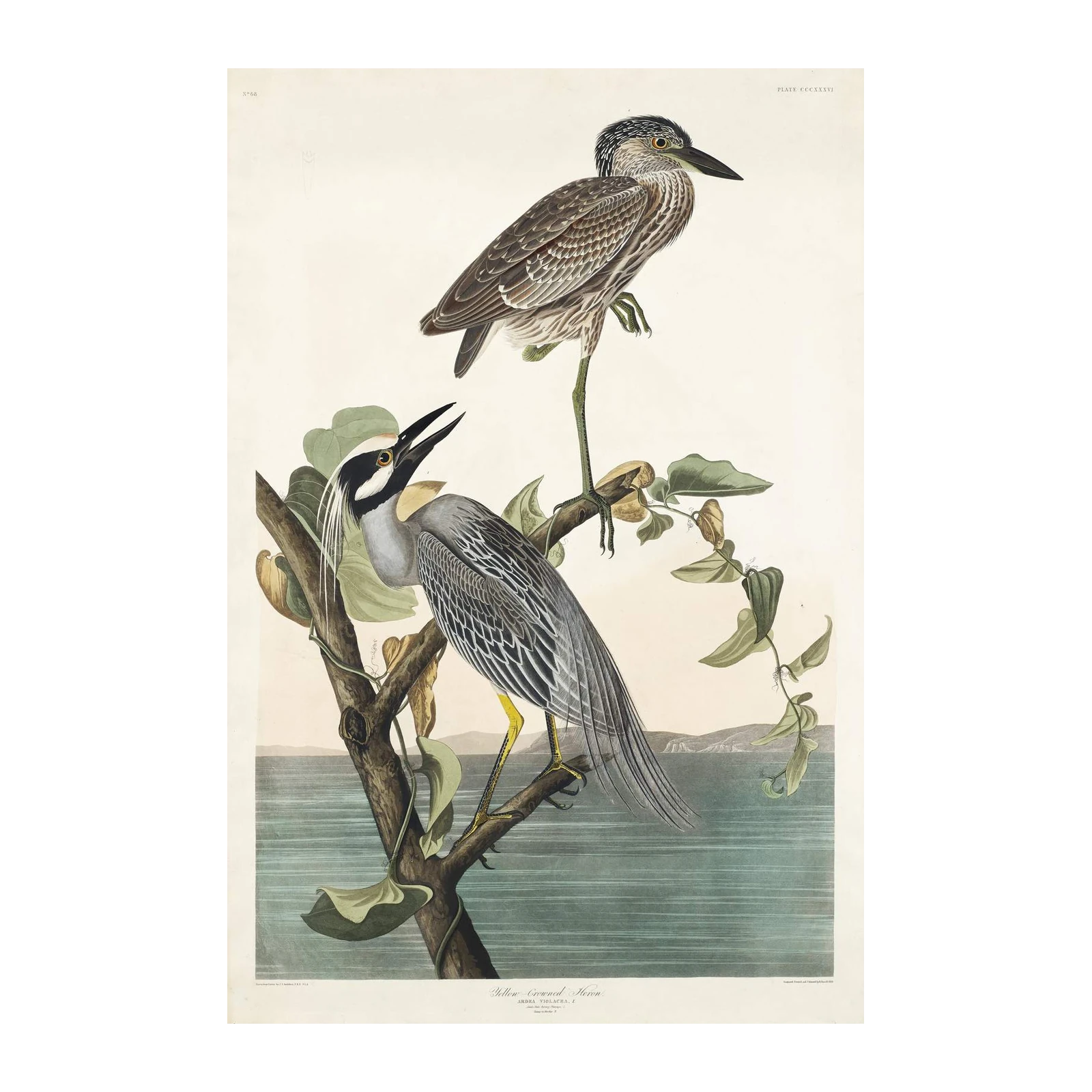 Yellow Crowned Heron Fine Art Wall Art