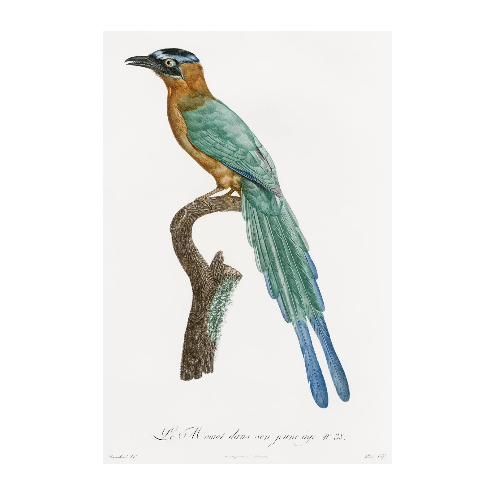 Vibrant Tropical Bird Art Wall Art
