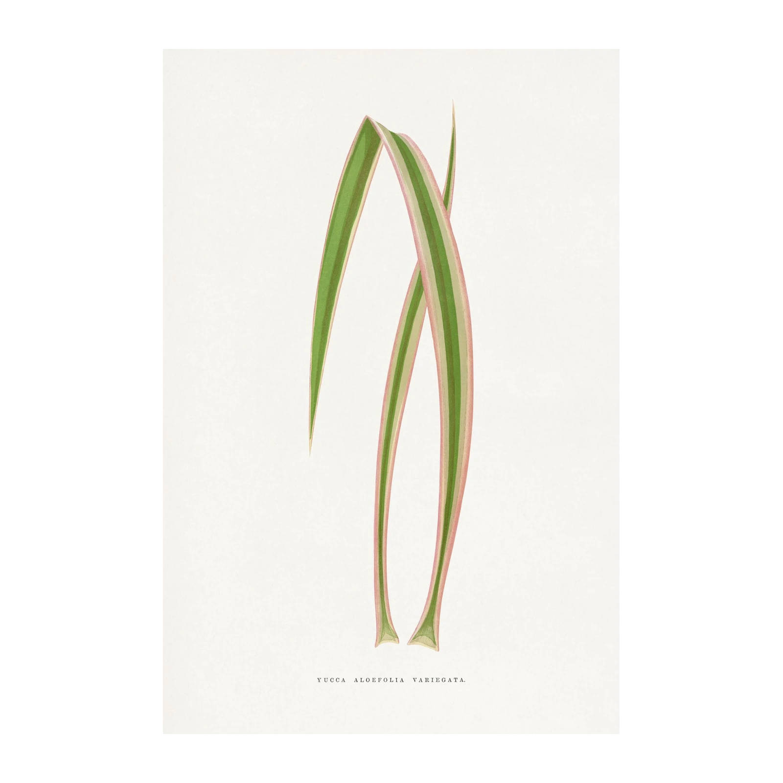 Elegant Yucca Aloe Folia Variegata Wall Art