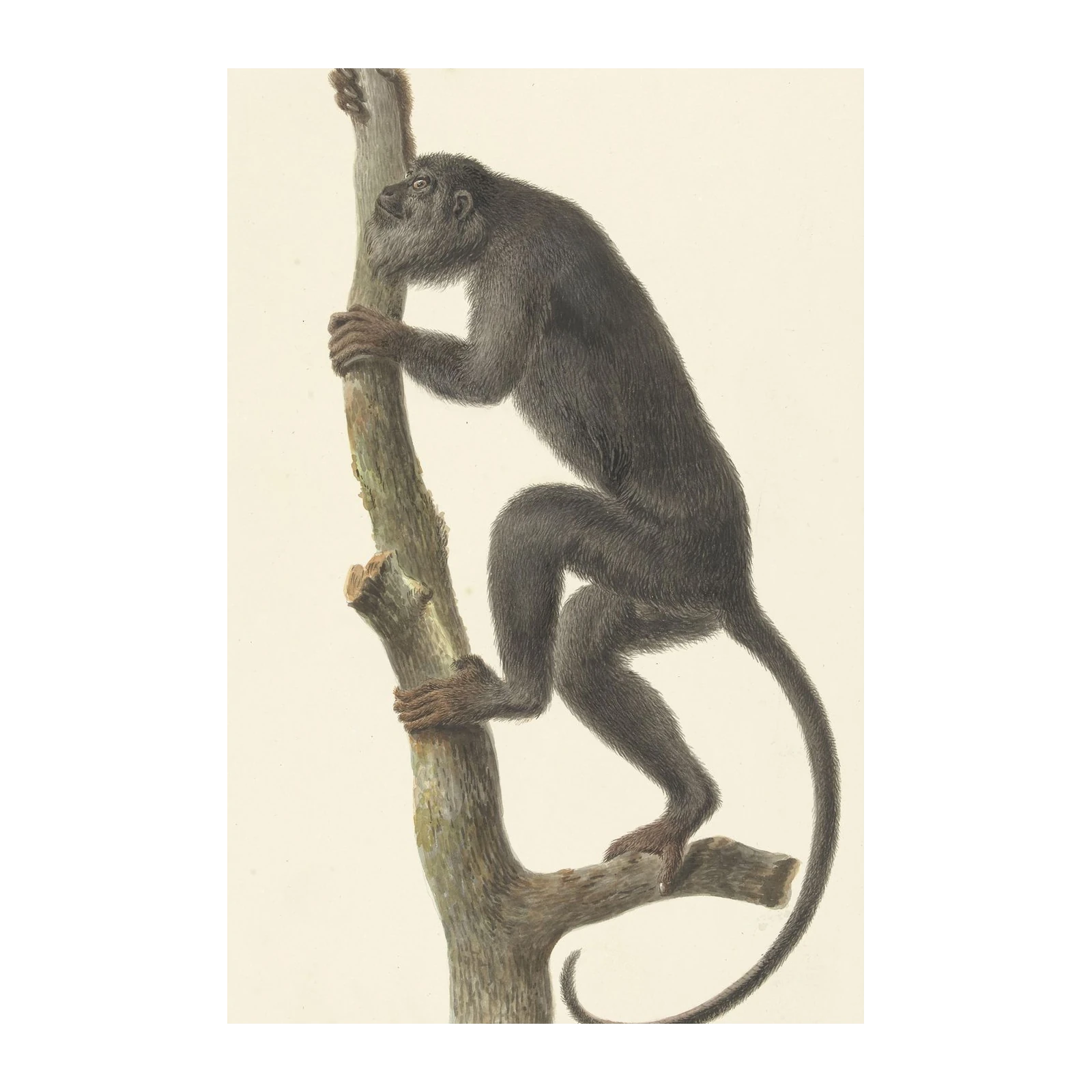 Vintage Monkey Climbing Tree Wall Art