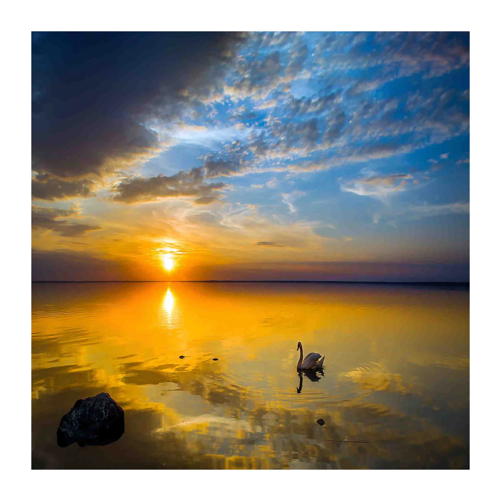 Serene Swan Sunset Reflection Wall Art
