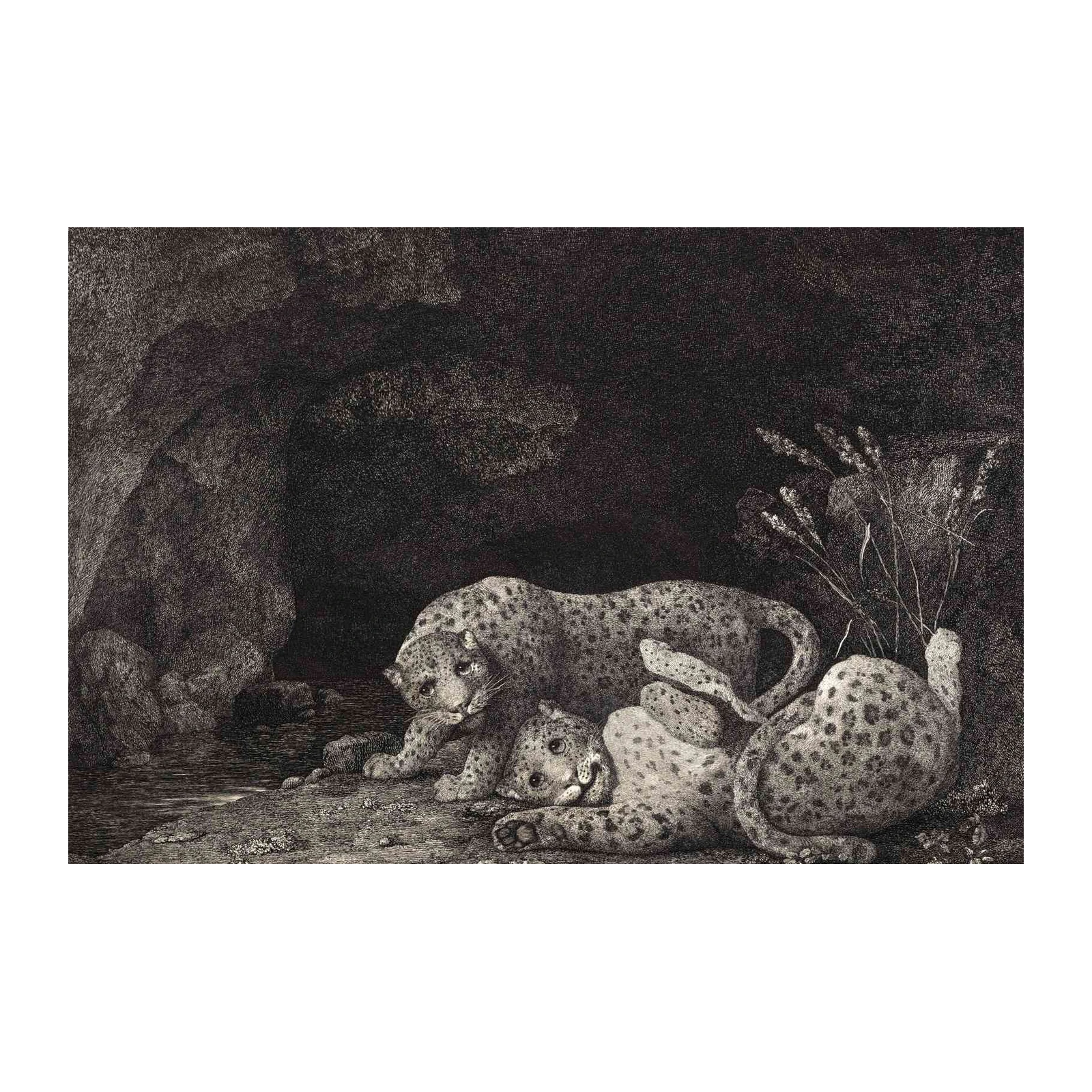 Leopards in Cave Vintage Art Wall Art