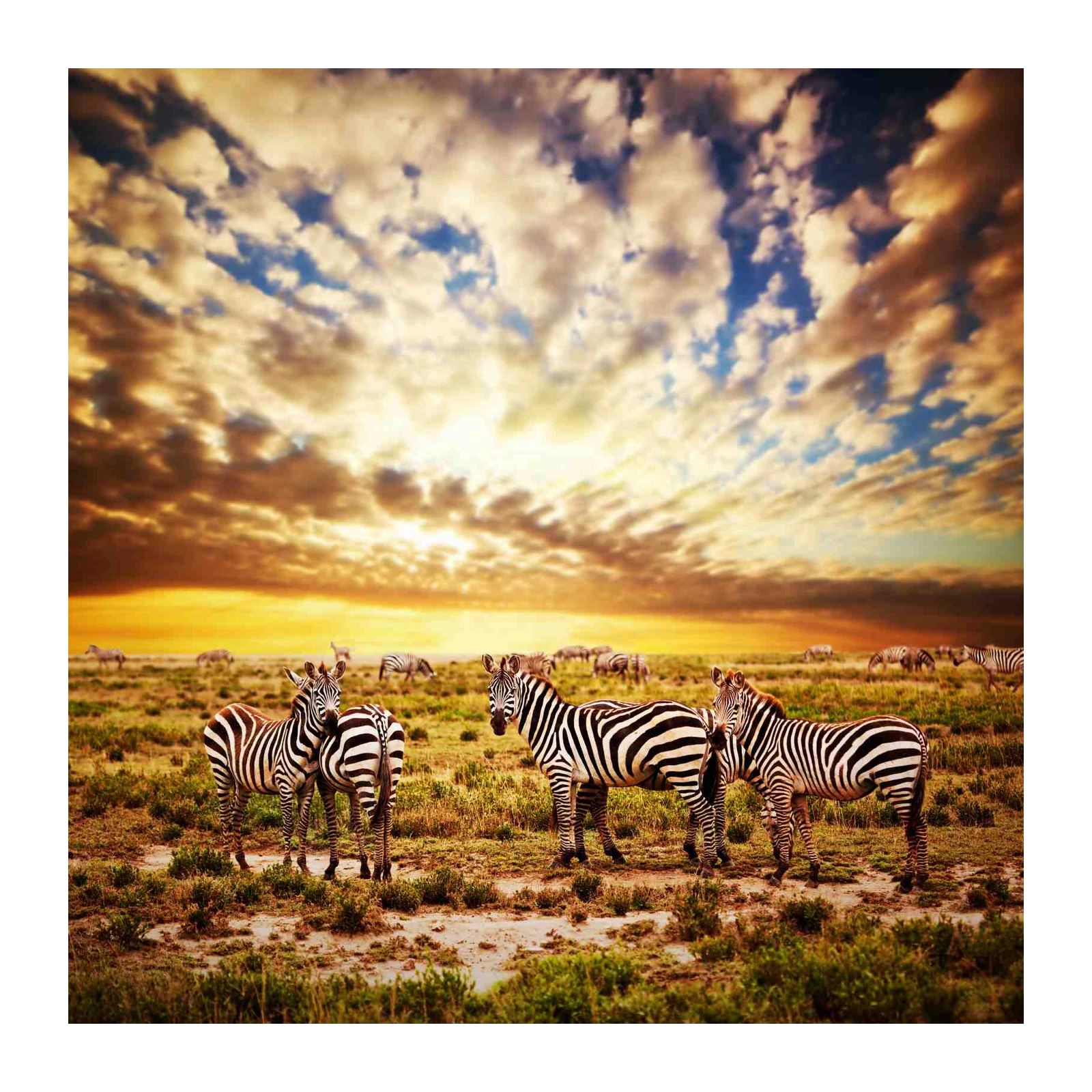 Majestic Zebras in Sunset Savannah Wall Art