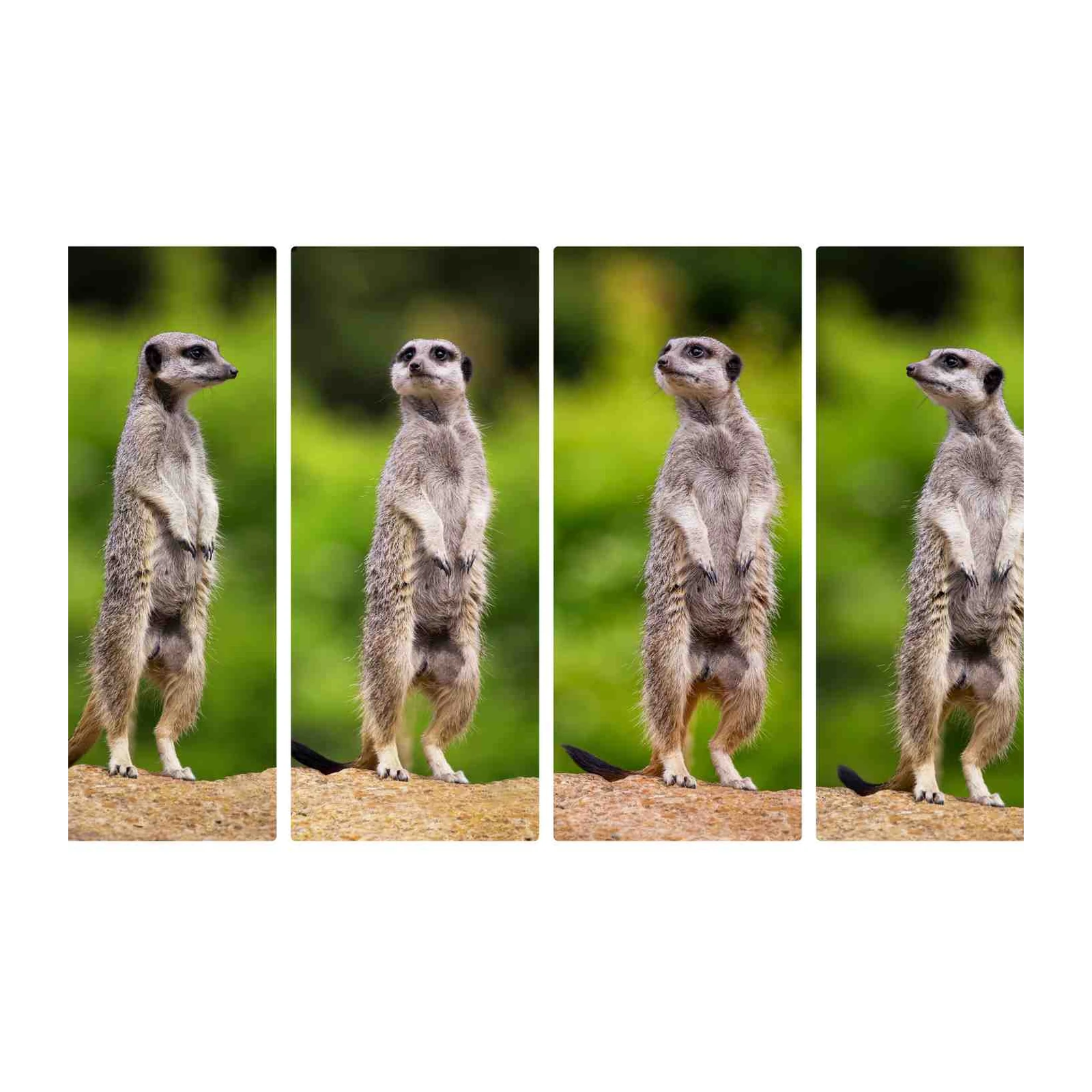 Alert Meerkats Trio Wall Art