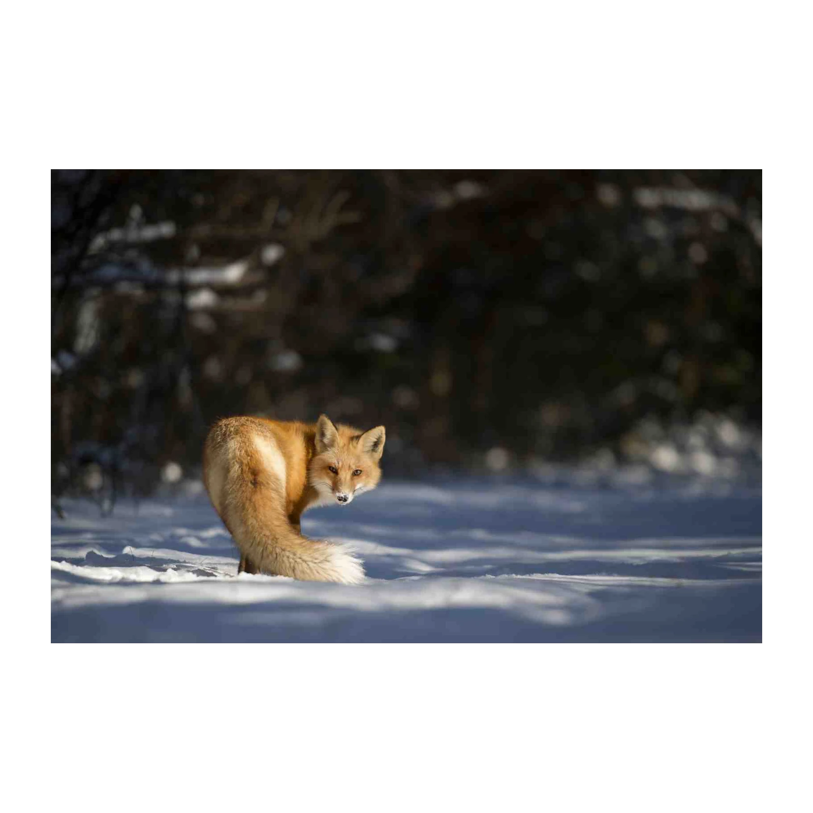 Majestic Fox in Snow Wall Art