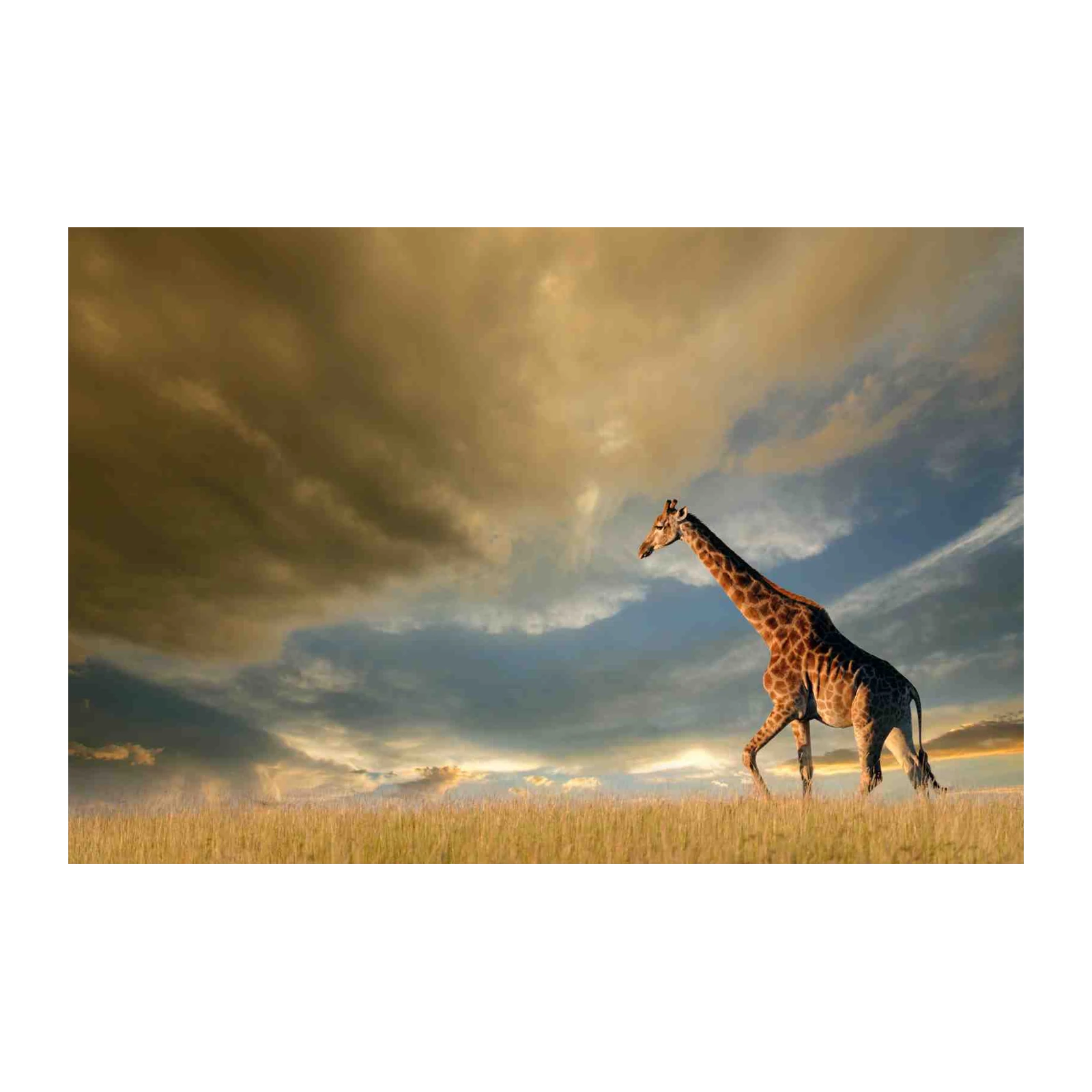 Majestic Giraffe Safari Sunset Wall Art