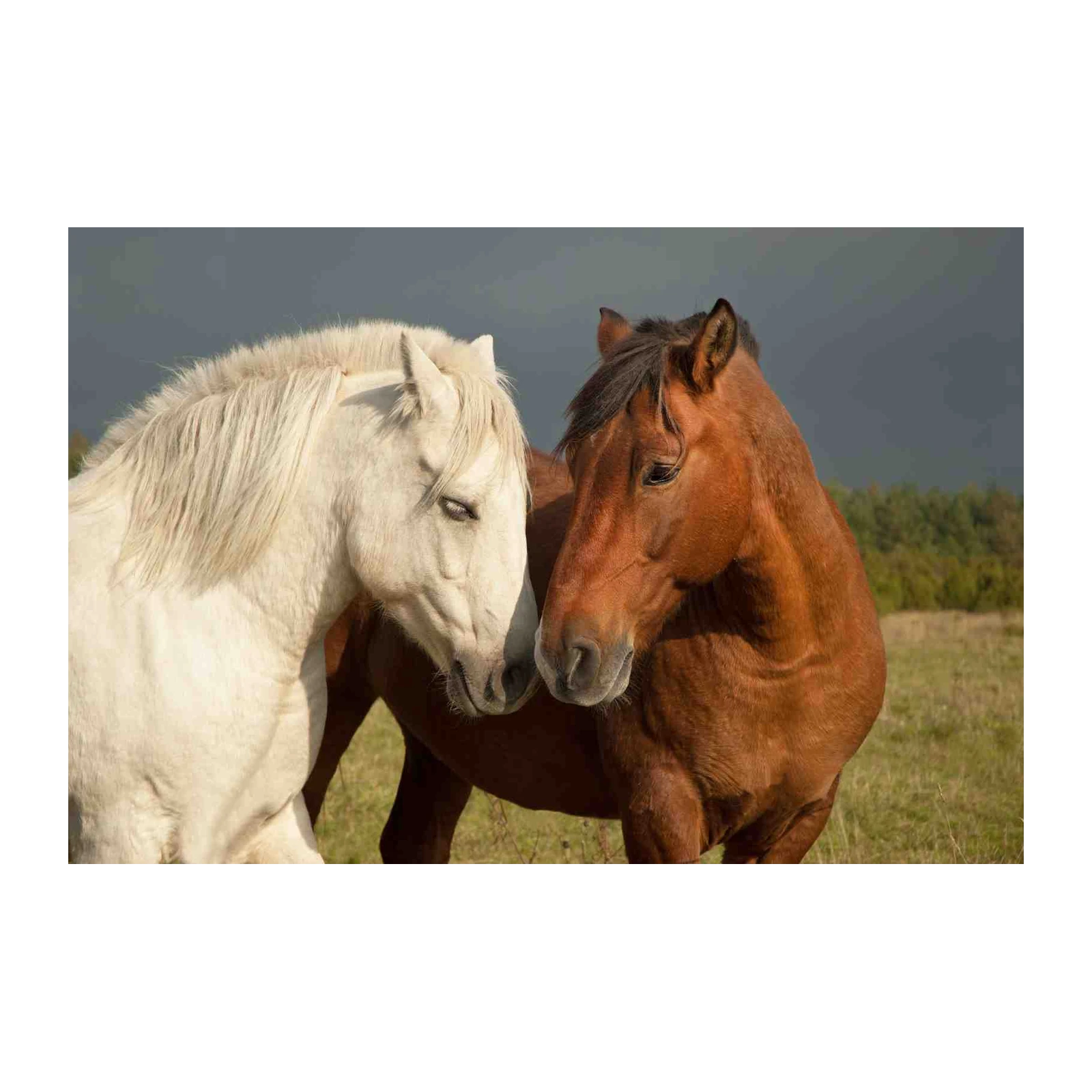 Serene Horse Duo Majestic Wall Art