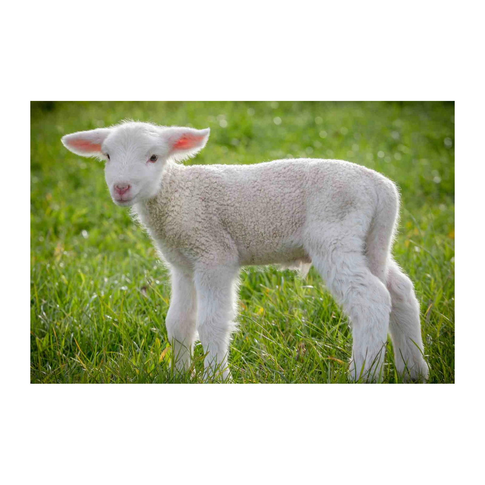 Adorable Lamb in Field Wall Art