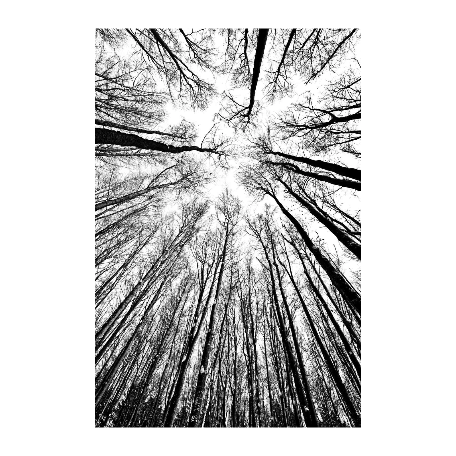 Minimalist Forest Canopy Black & White Wall Art
