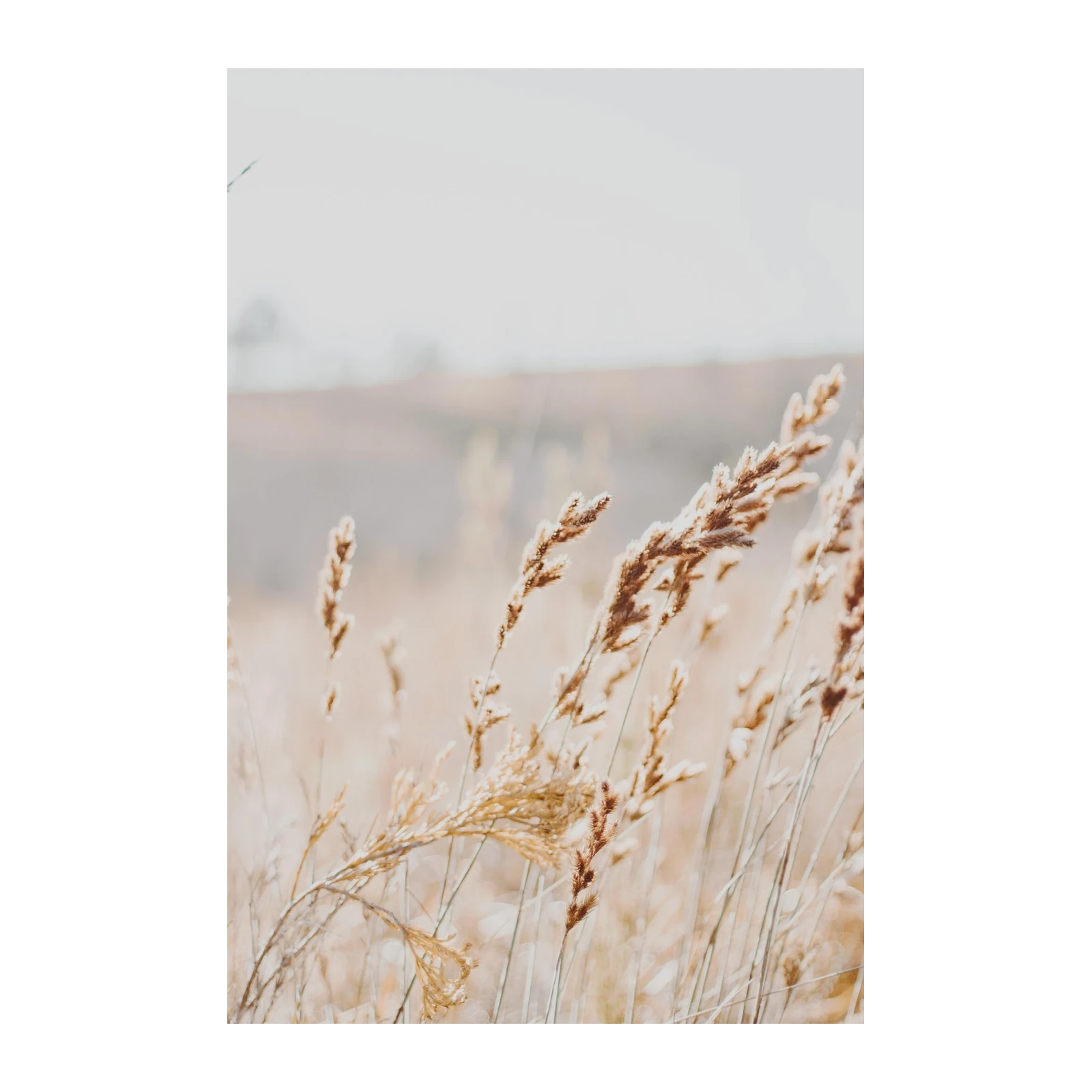 Golden Pampas Grass Field Wall Art