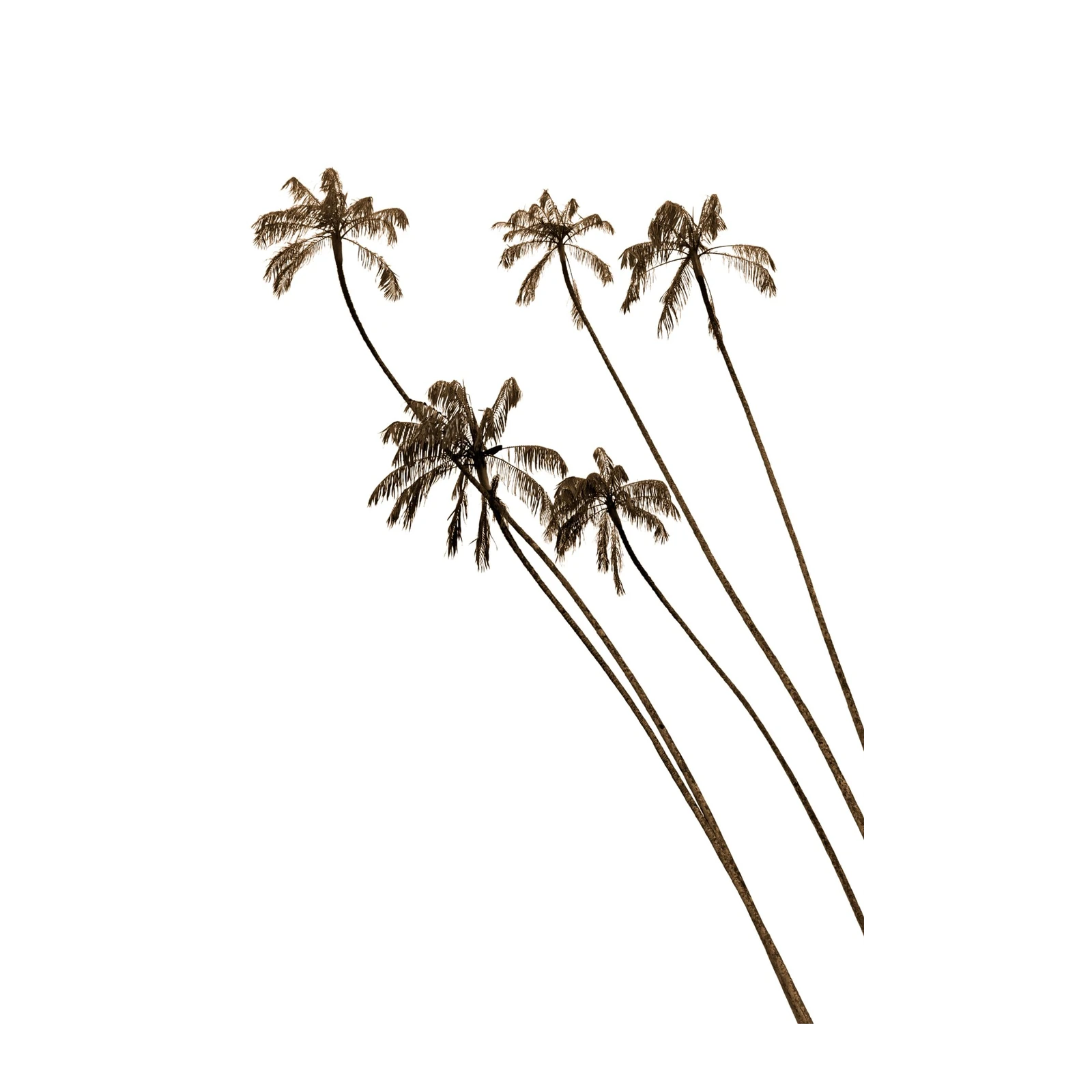Tropical Palm Silhouette Wall Art