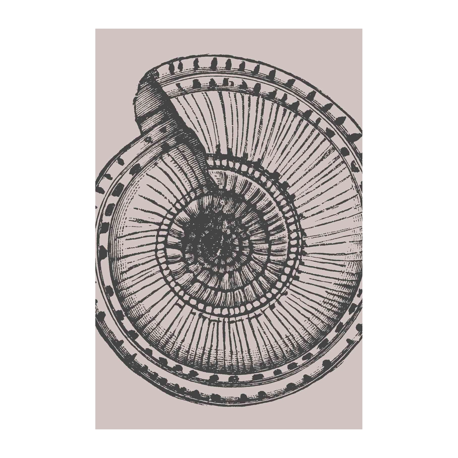 Vintage Ammonite Fossil Art Wall Art