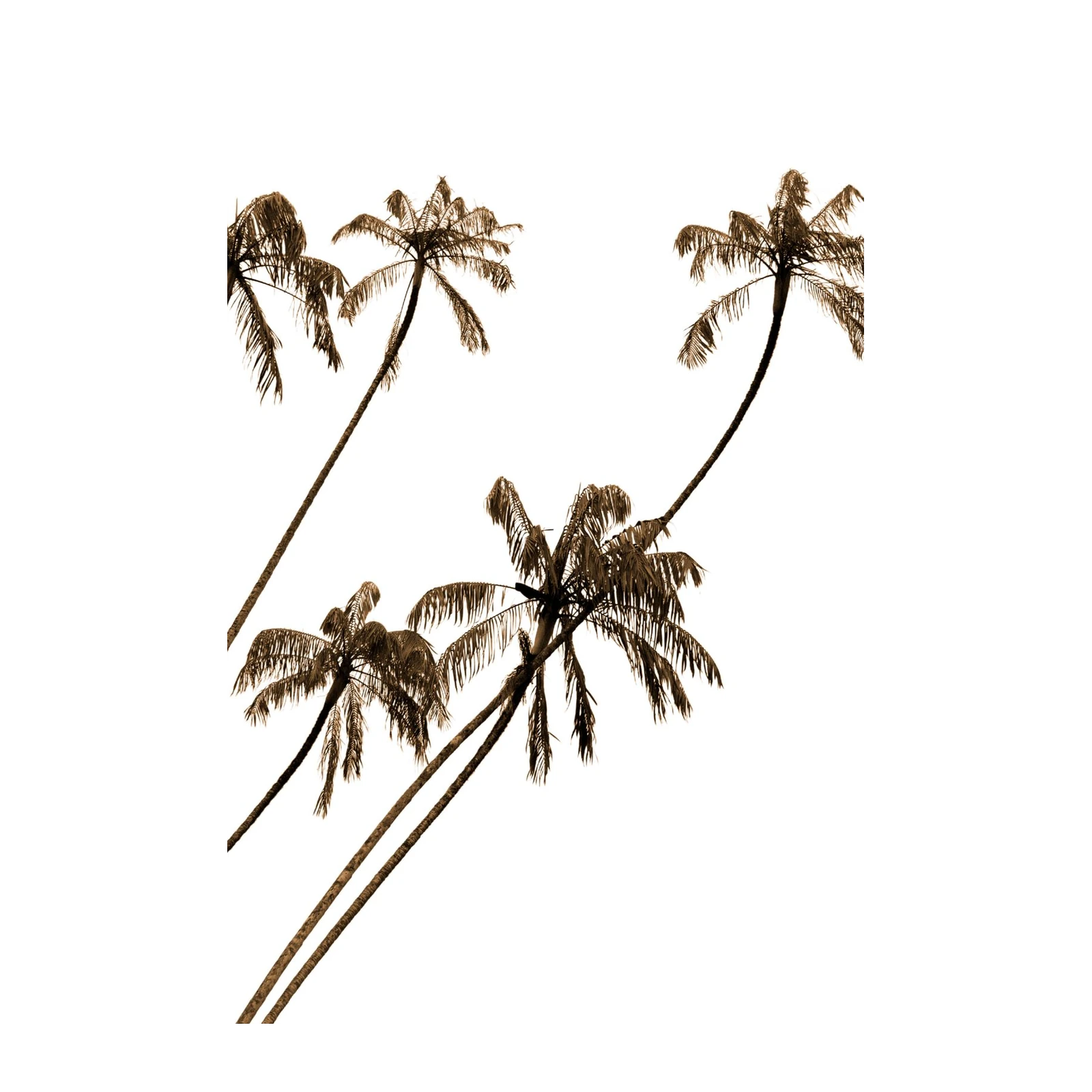 Serene Tropical Palm Trees Sepia Wall Art
