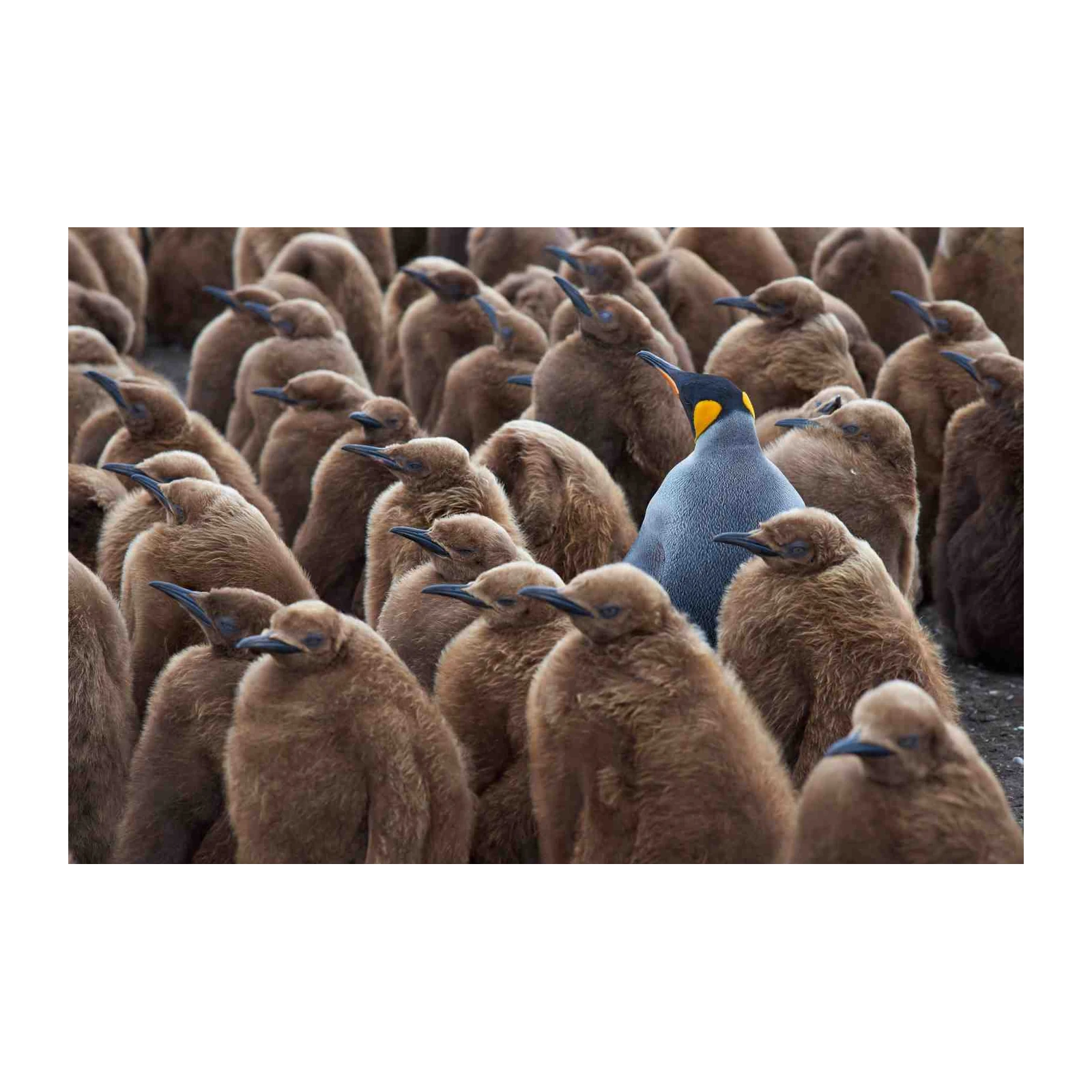 King Penguin Colony Wall Art - Wildlife & Nature Art