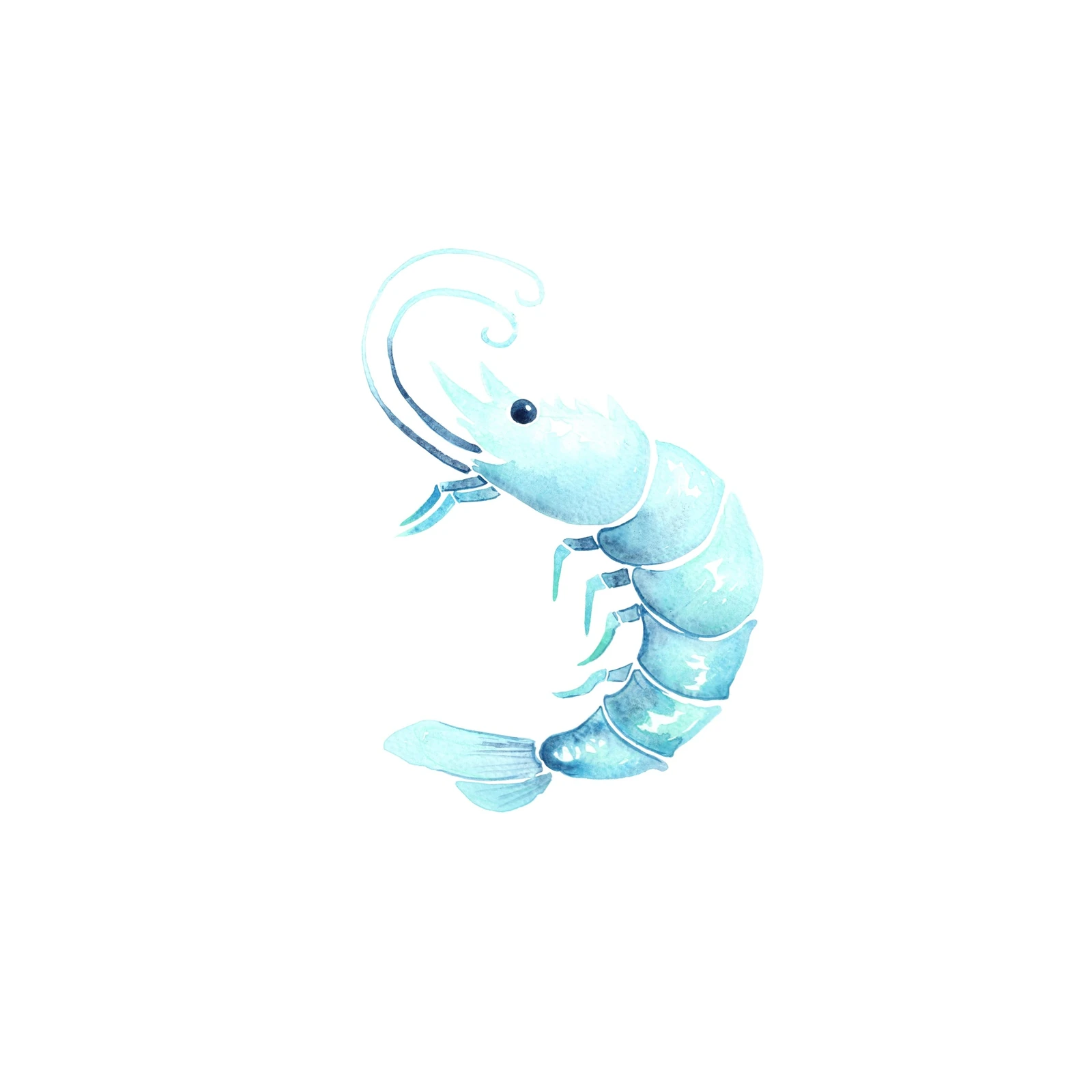 Coastal Shrimp Watercolor Wall Art